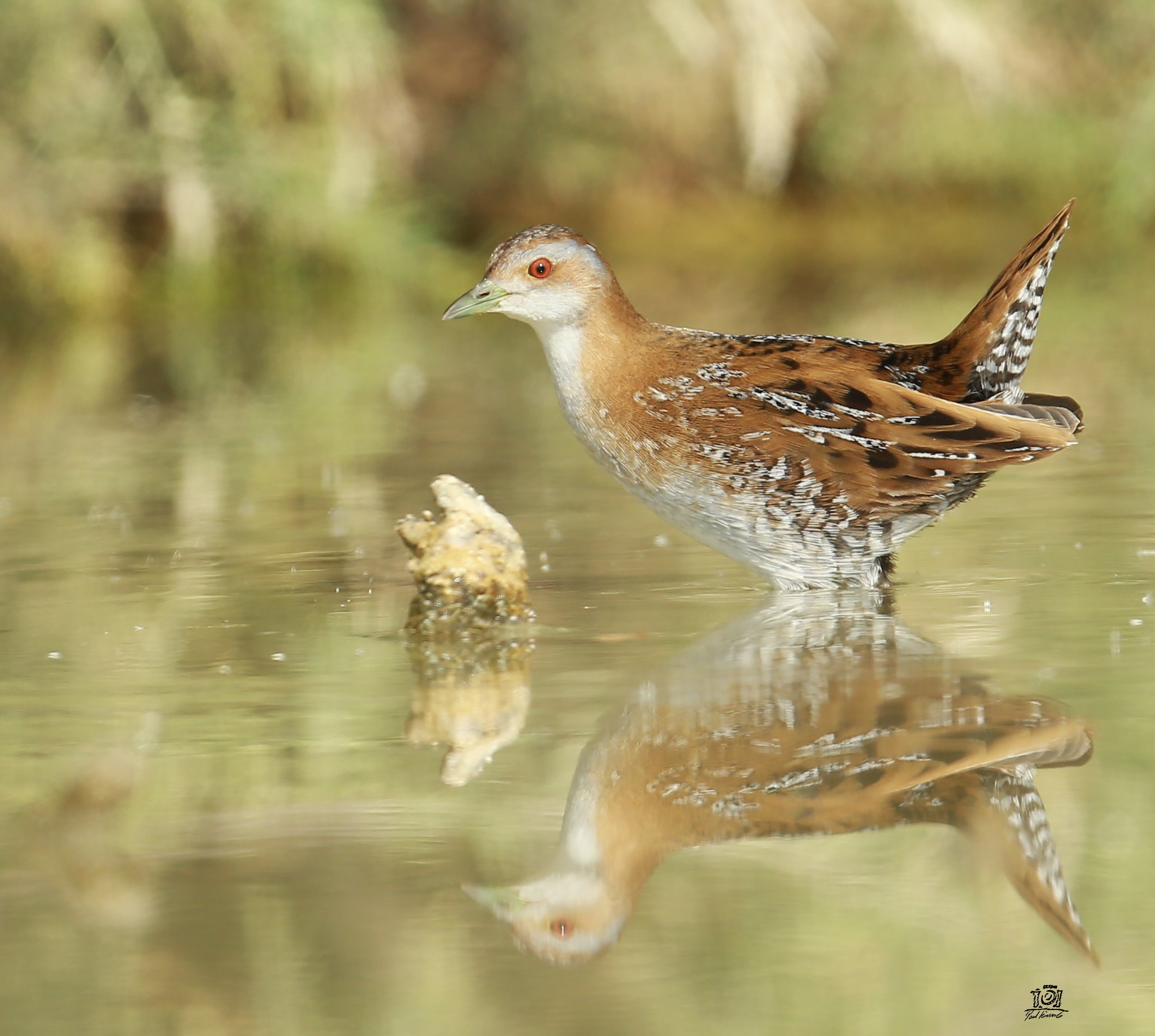 Photo Credit: Paul Kinnock