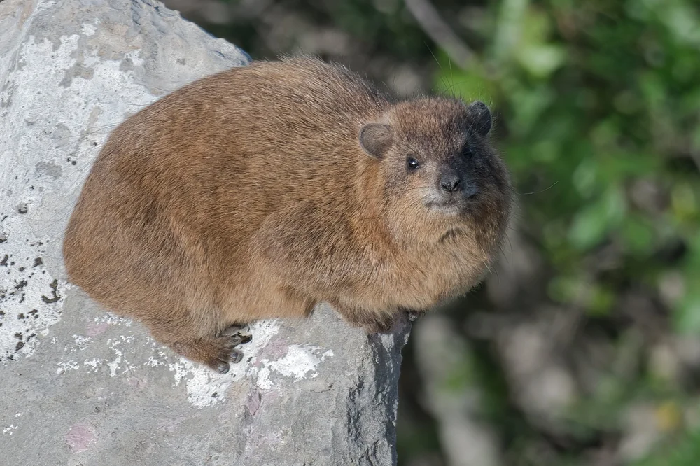 Rock Hyraxes Lebanon