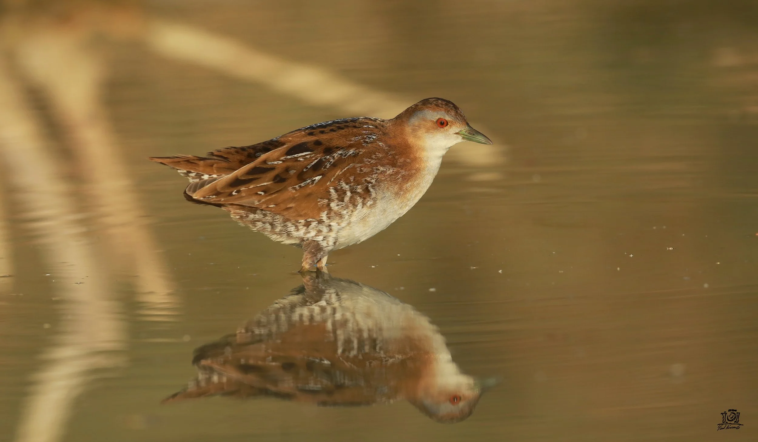 Photo Credit: Paul Kinnock