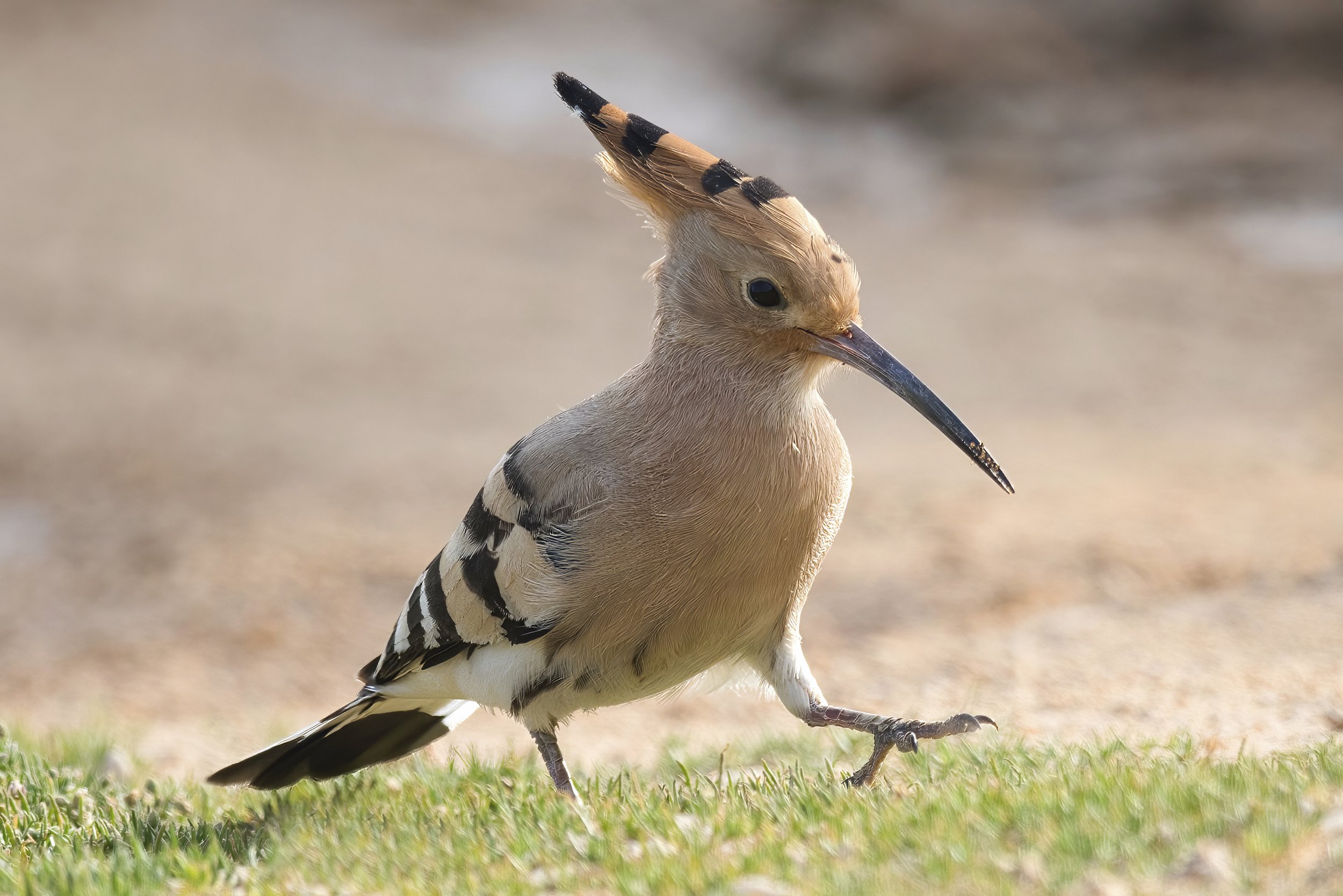 Hoopoe Lebanon