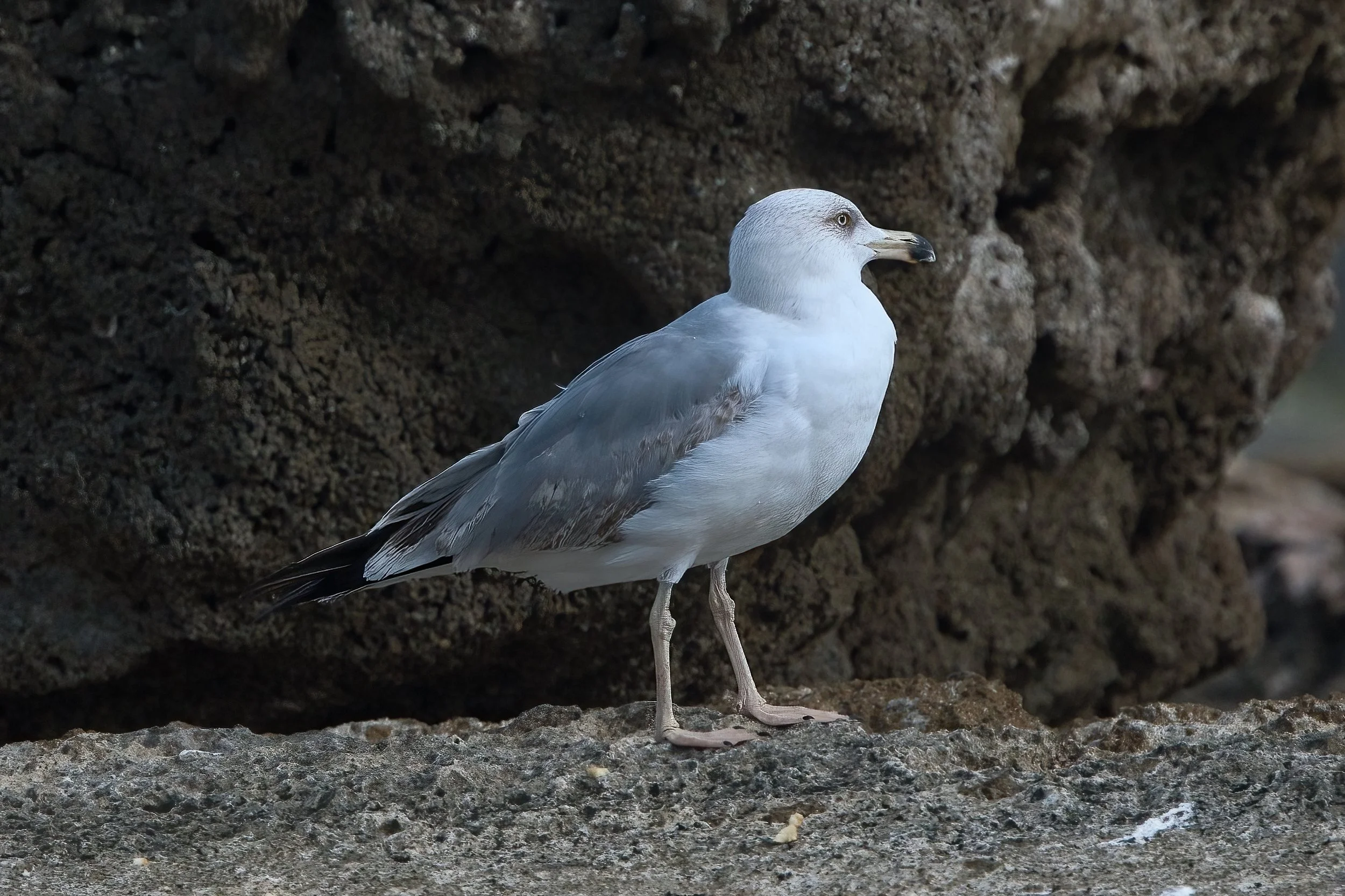 Yellow Legged Gull D52_8565.jpeg