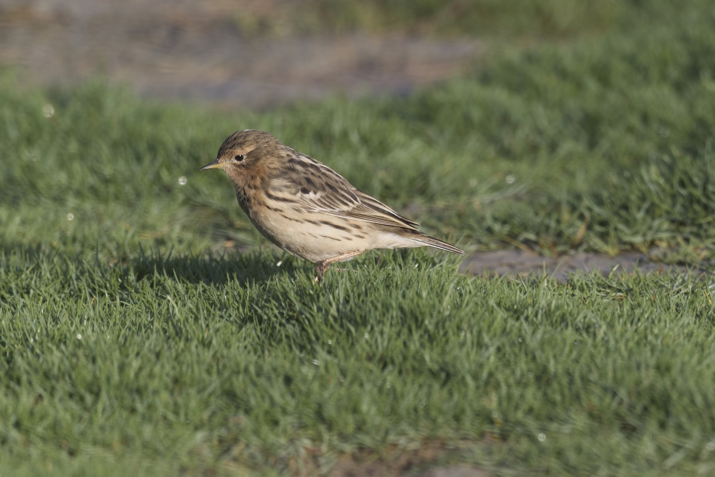 Red-throated Pipit | جشنة حمراء الحنجرة  | Anthus cervinus