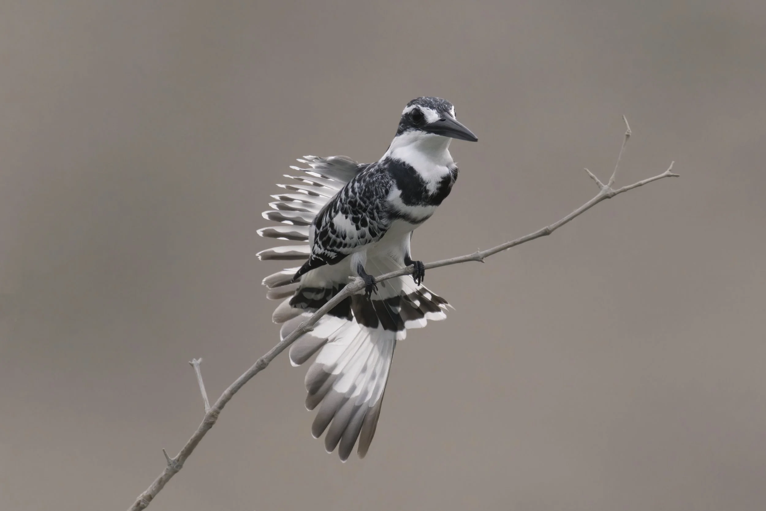 Pied Kingfisher (Ceryle rudis)