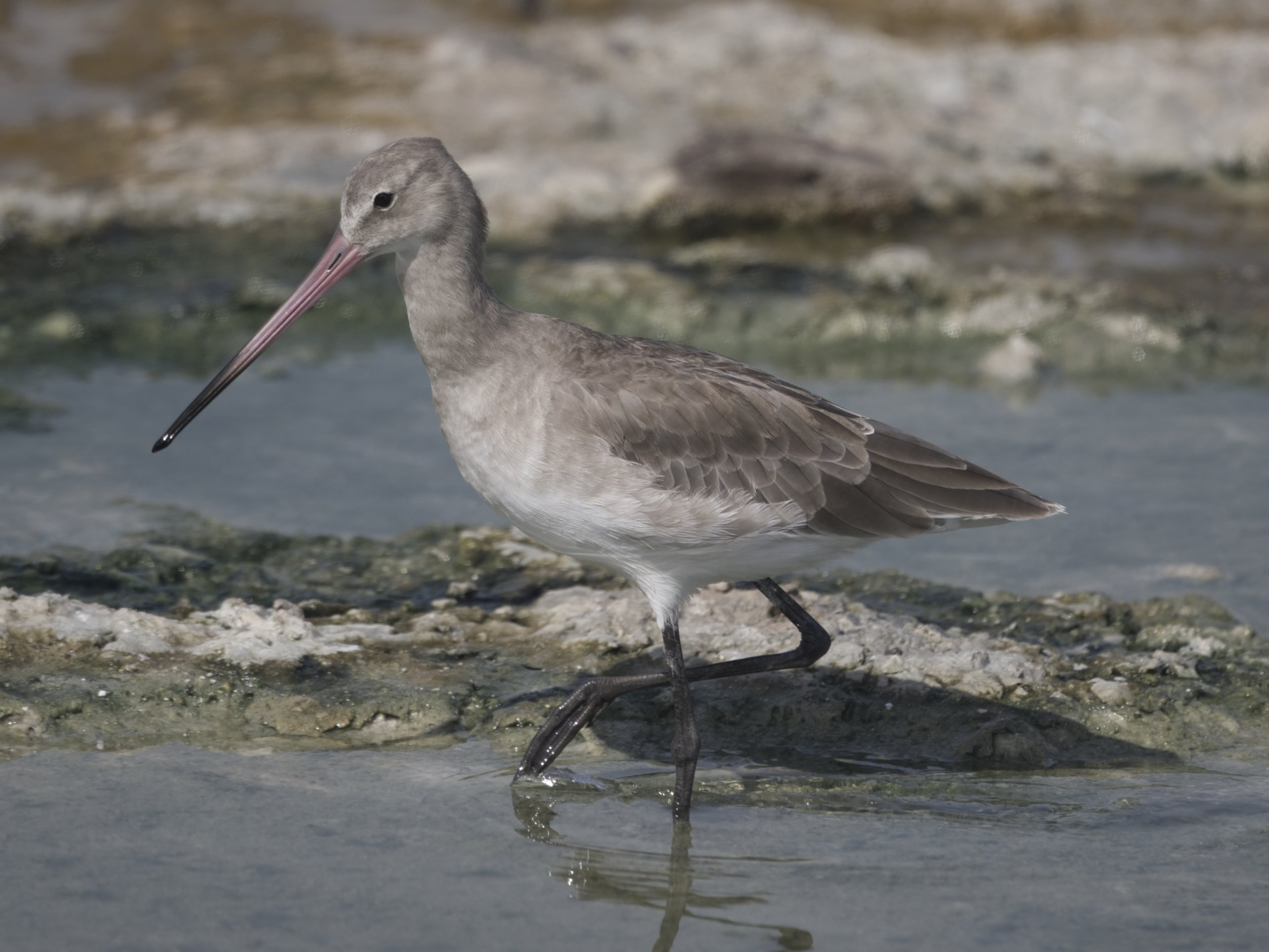 Black Tailed Godwit (Limosa limosa)