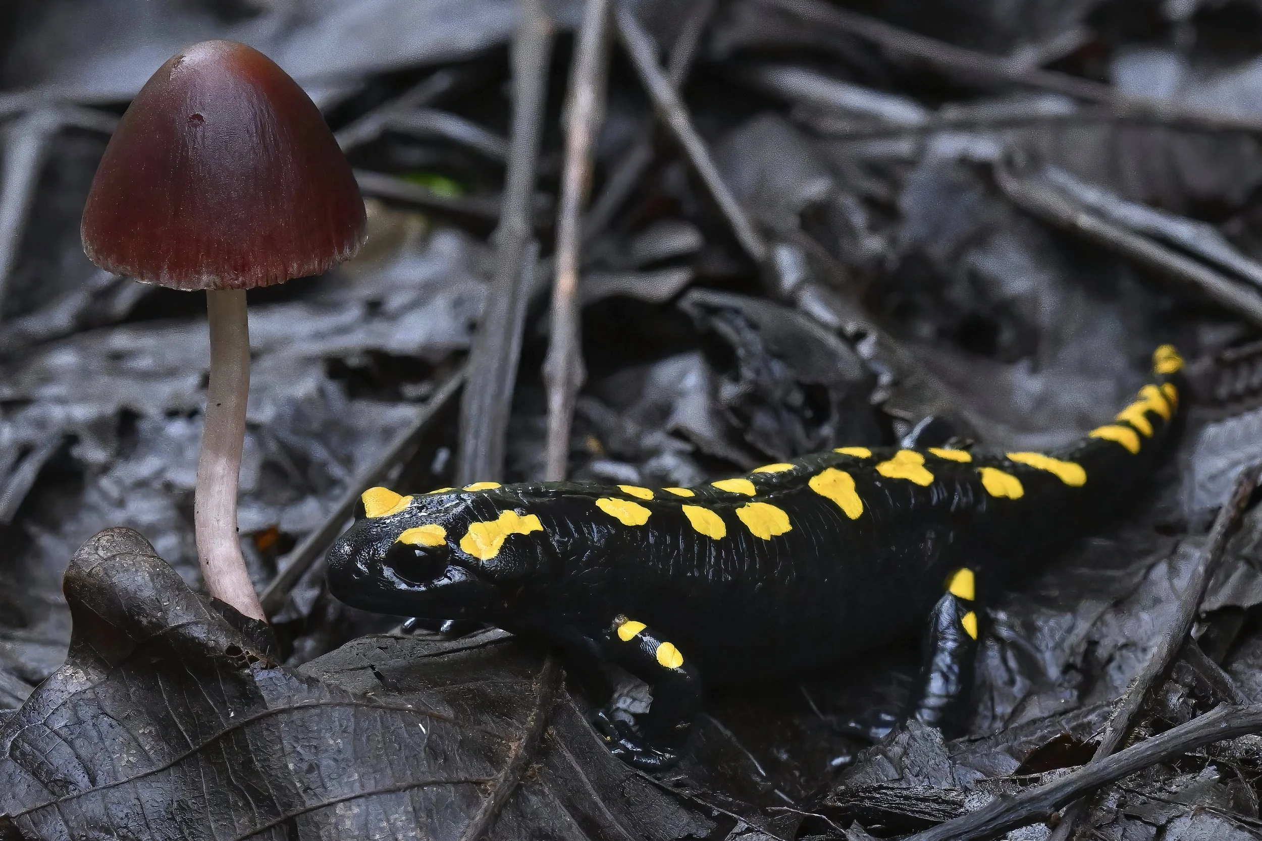 Wildlife Photography Lebanon