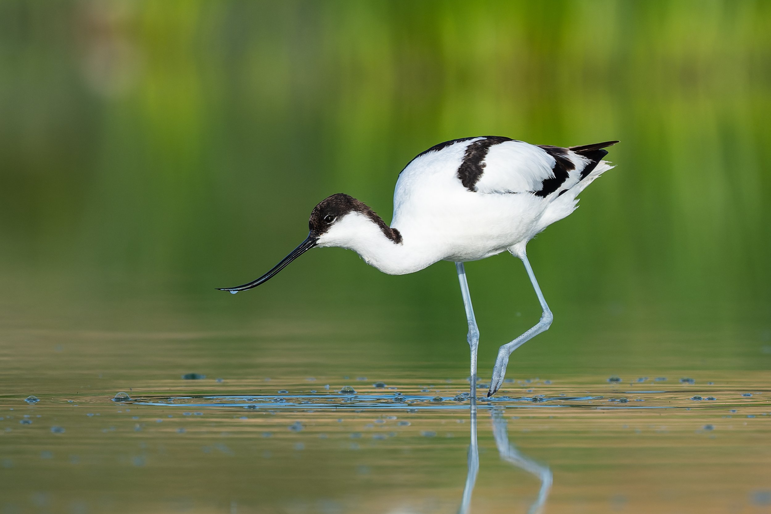 Pied Avocet - Romania wildlife