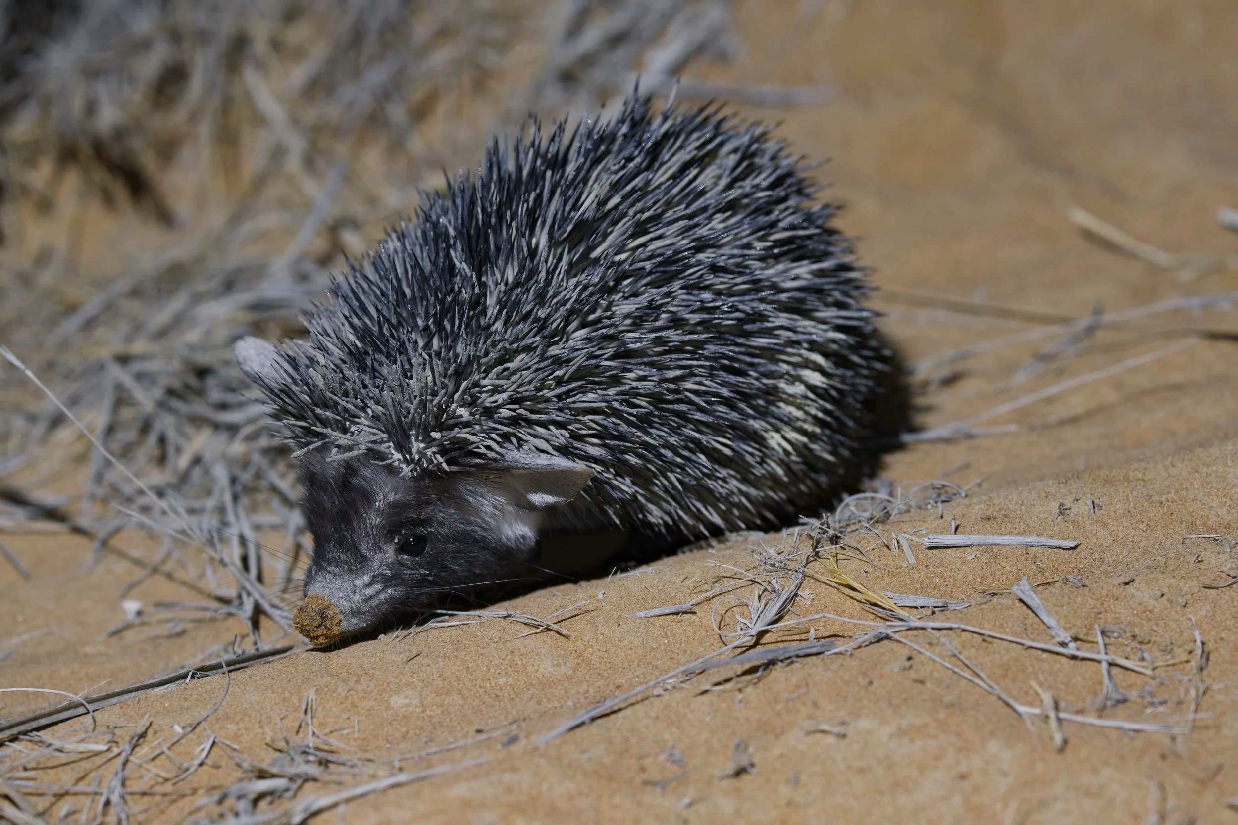 Desert Hedgehog