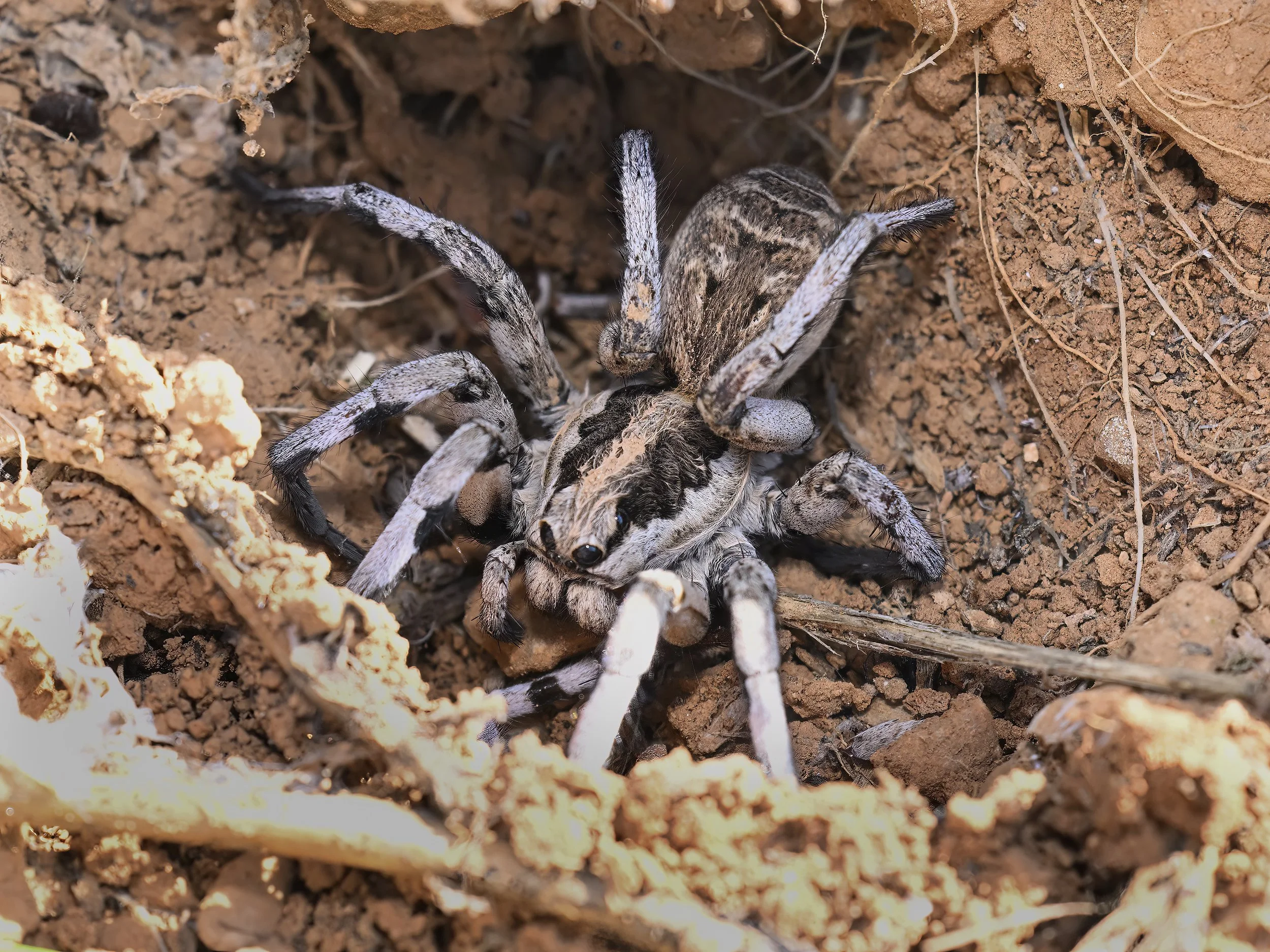 Z09_0072_Wolf Spider.jpeg