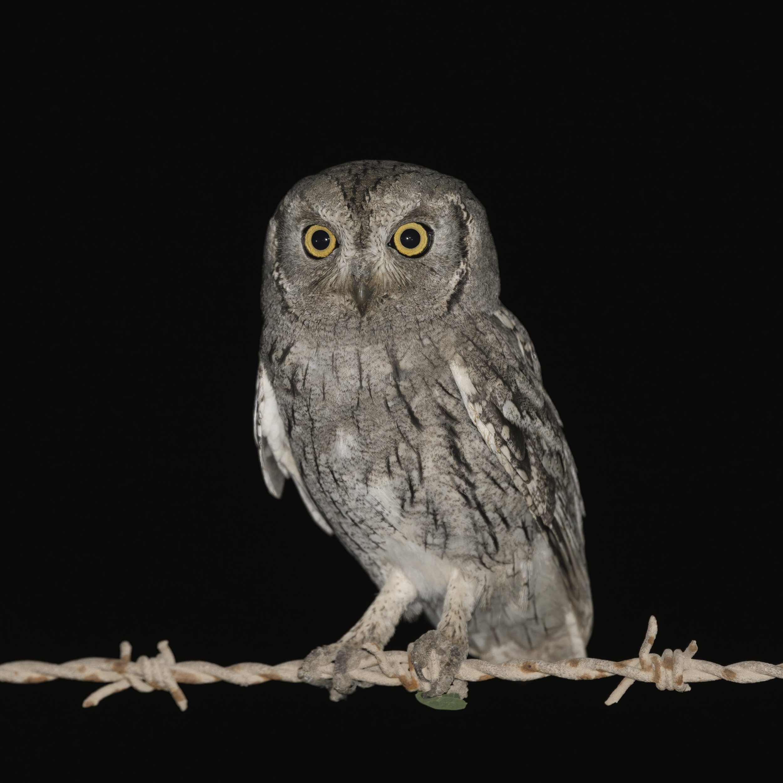 Wildlife Photography UAE