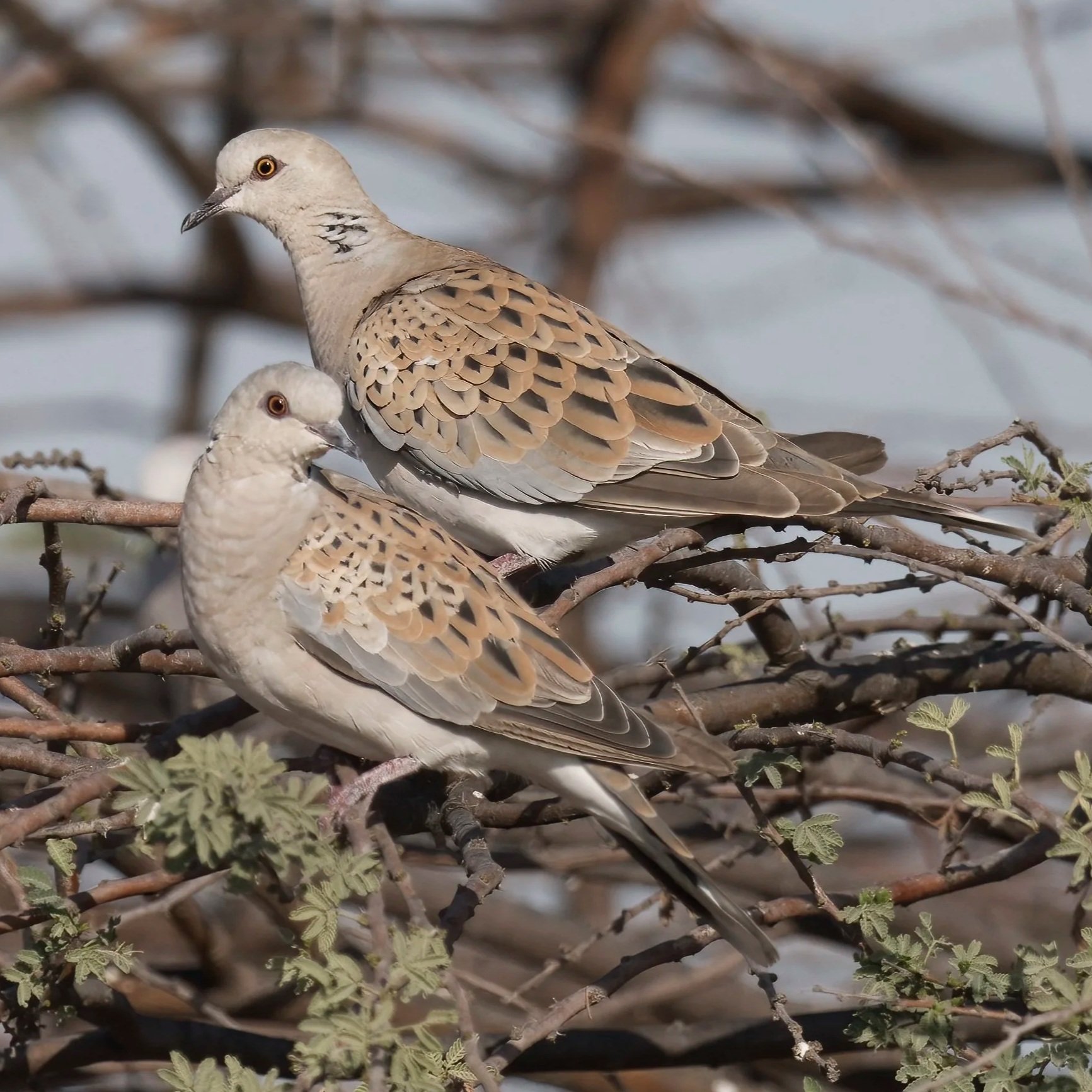 Birds of UAE