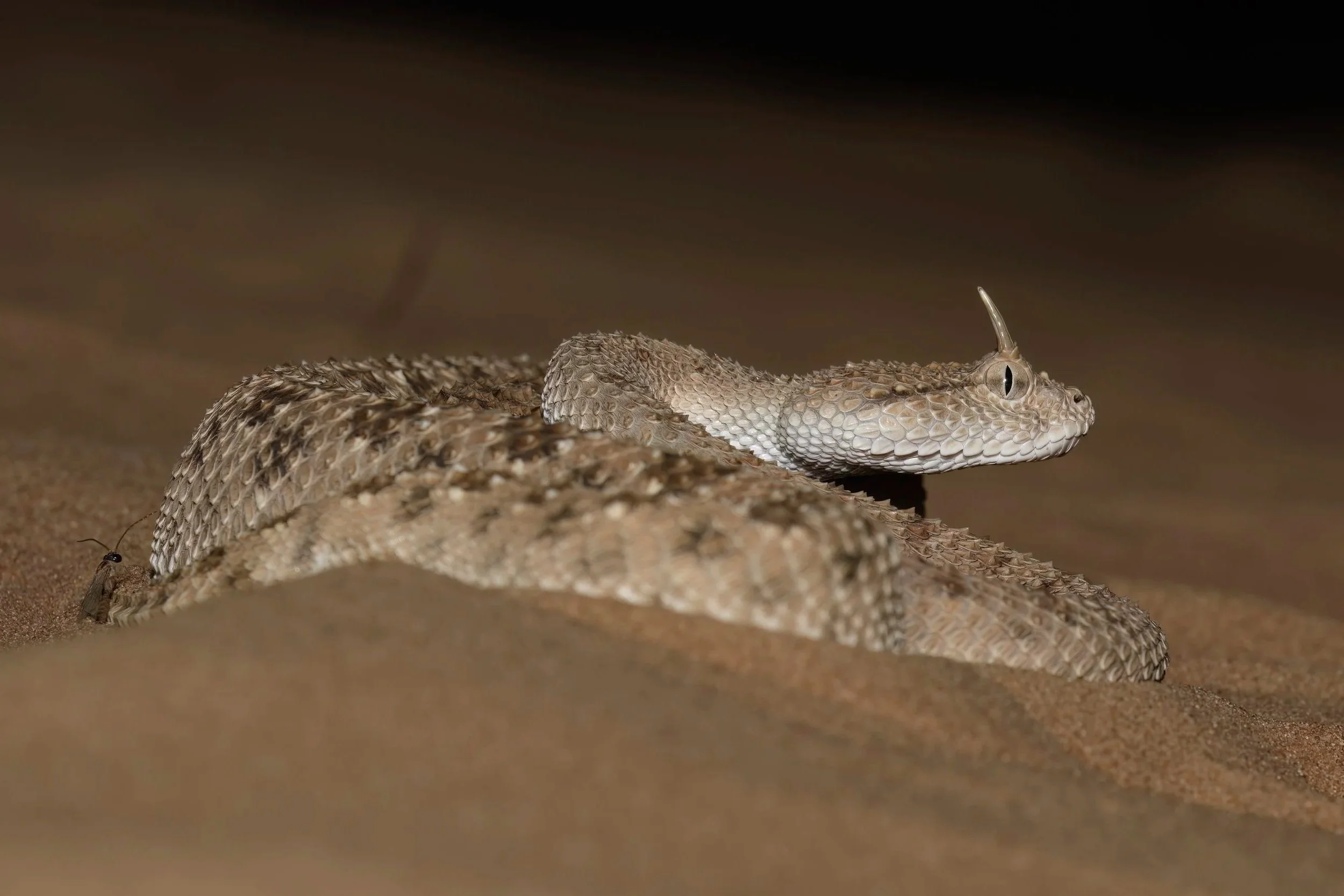 A rattlesnake with a forked tongue extended, resting on sandy ground.