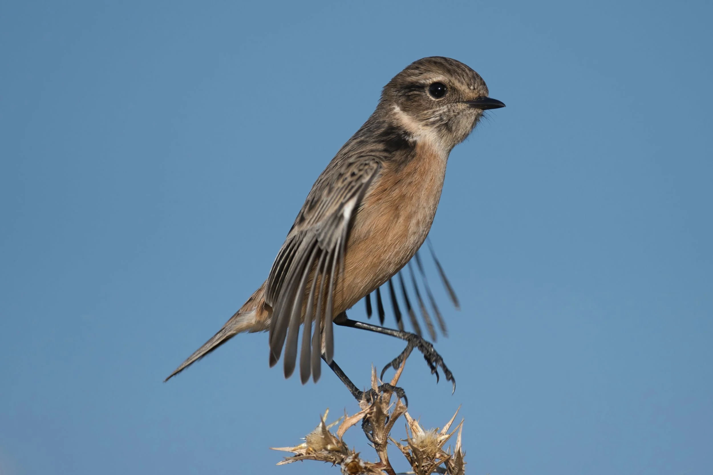 European Stonechat (القليعي الأوروبي) \ Saxicola rubicola