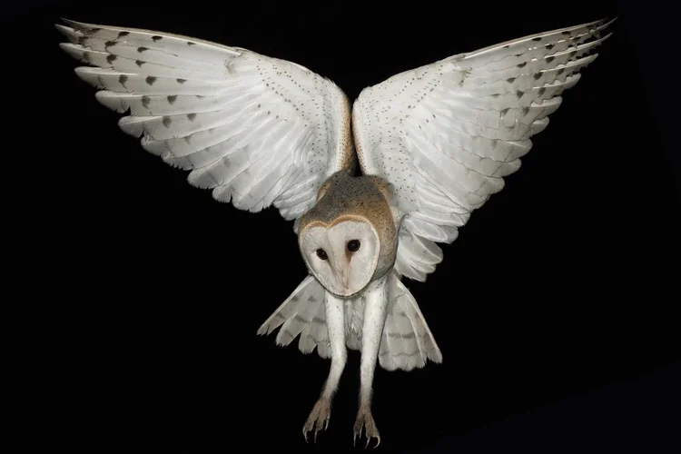 Barn Owl - Lebanon
