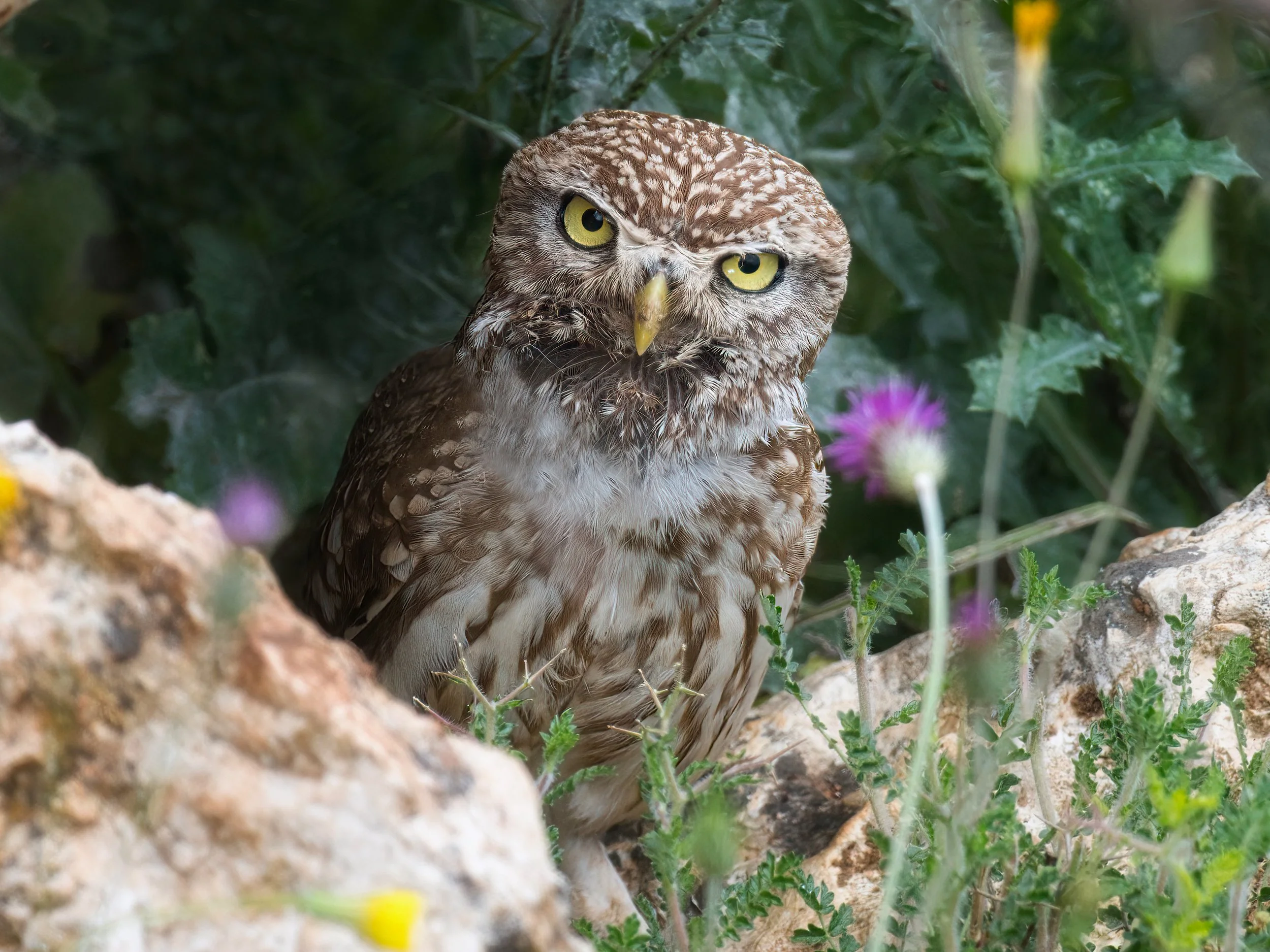 Little Owl ( Athene noctua ) - Lebanon  Lebanon 