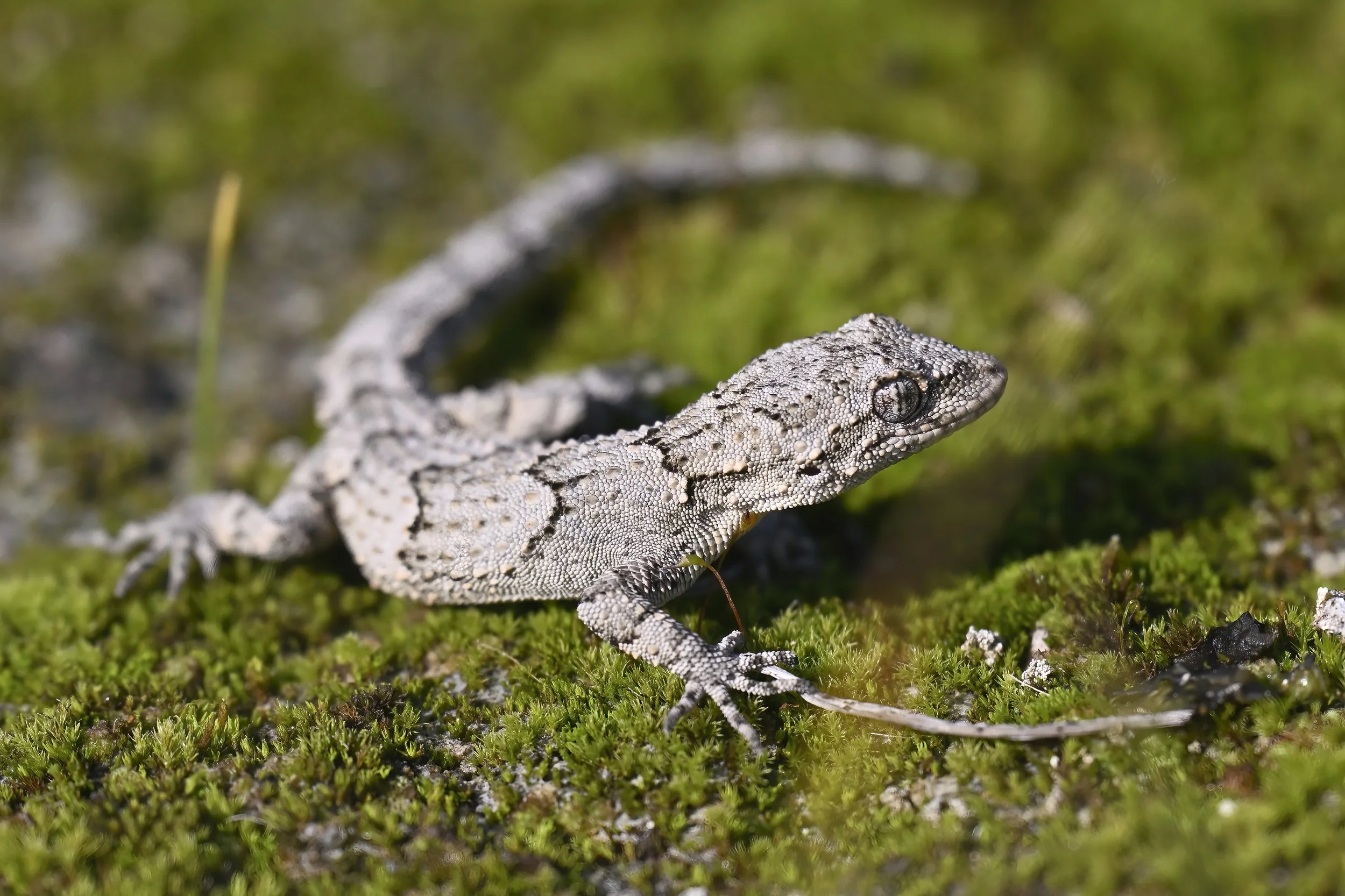 Mediterranean Thin-toad Gecko (Mediodactylus orientalis)