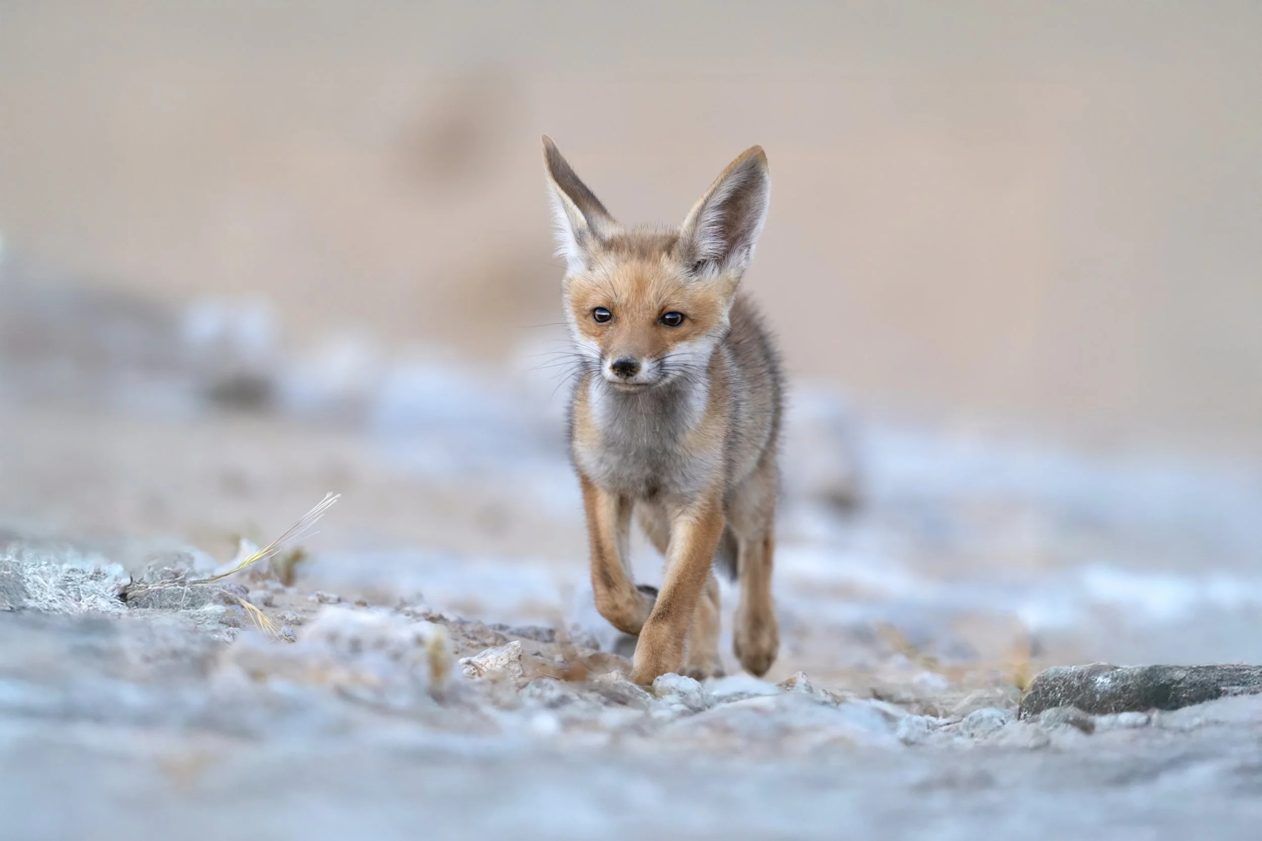 Photo Credit: Shawn Parker