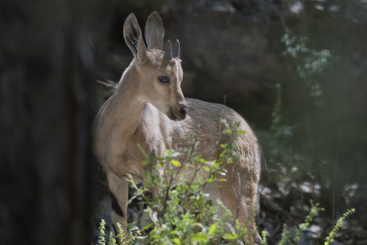 Ibex Lebanon Wildlife