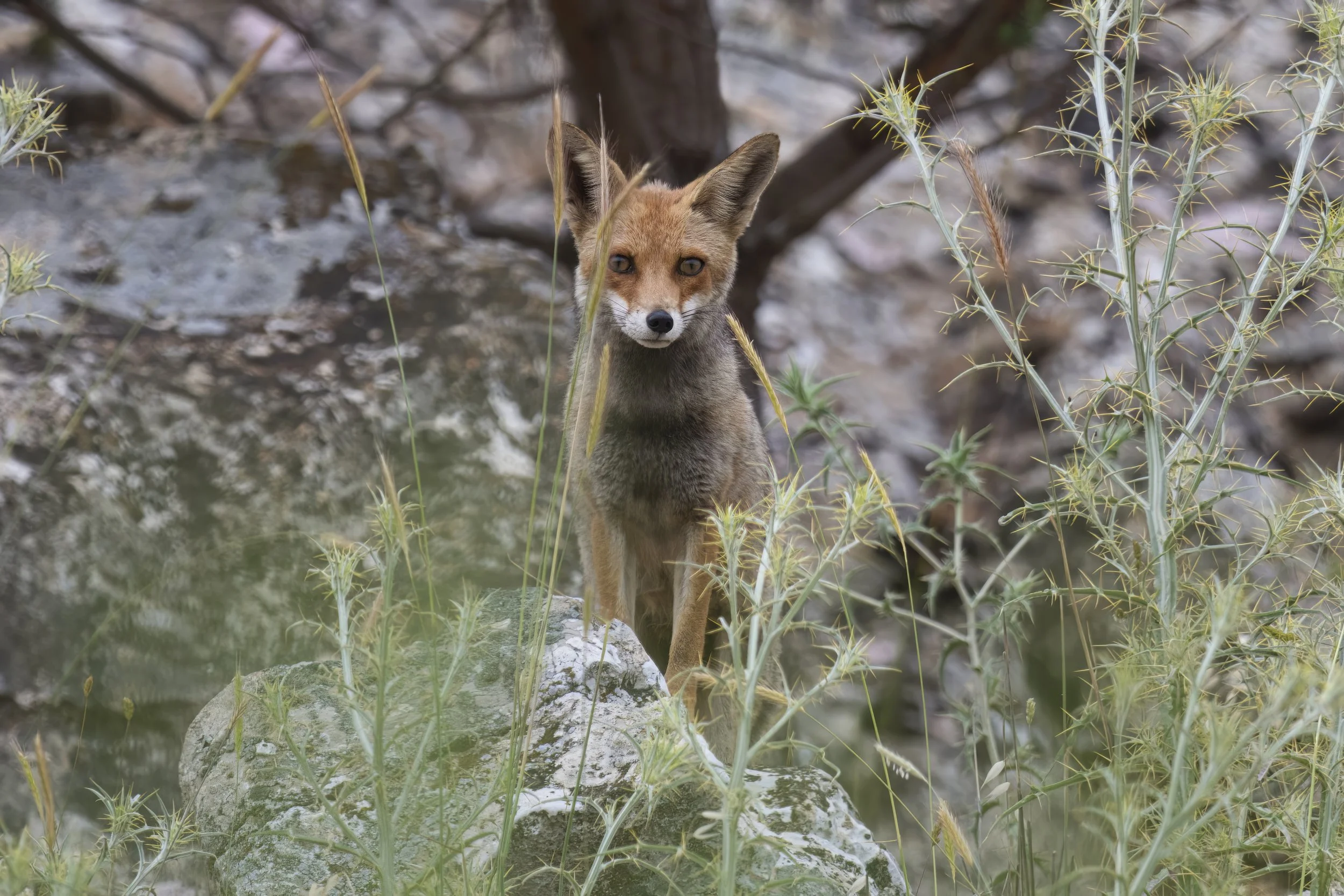 Red Fox (Vulpes vulpes)