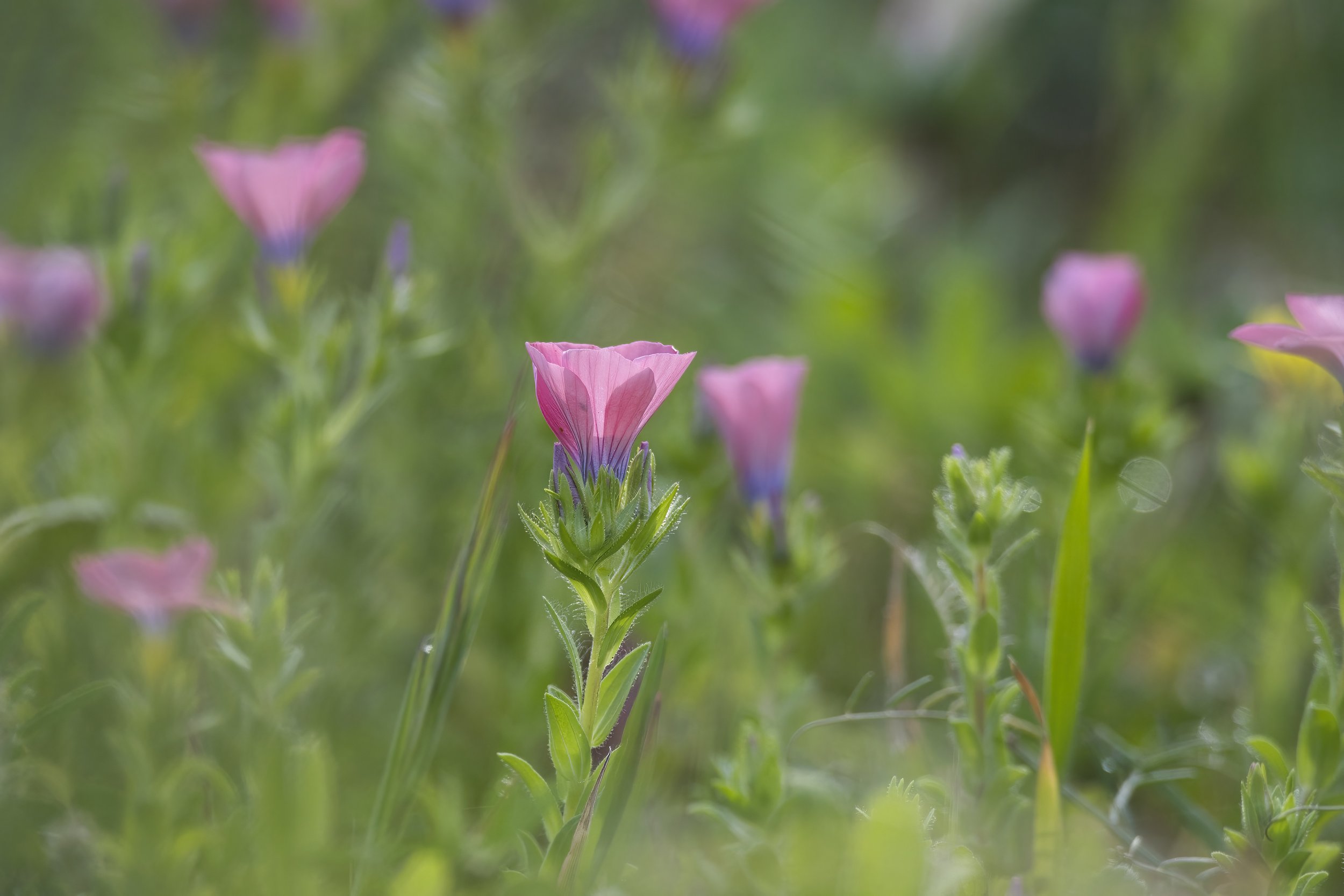 Flower Photo Lebanon