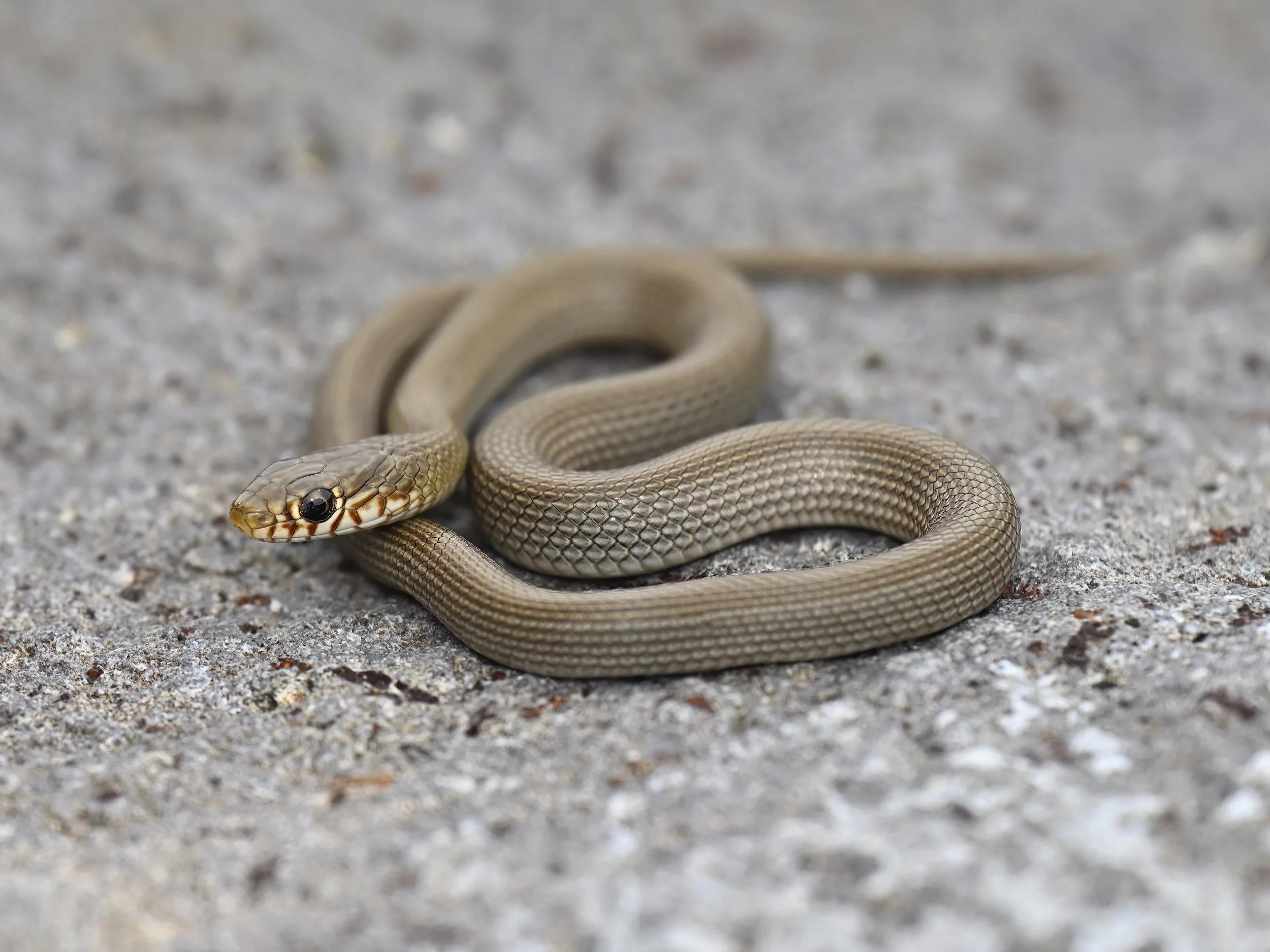 Narrow-Striped Dwarf Snake ( Eirenis decemlineatus ) - Lebanon  Lebanon 