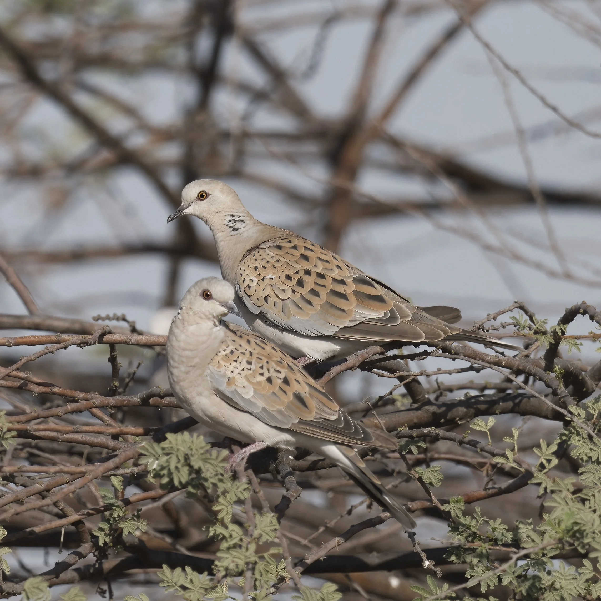 European Turtle-dove (Streptopelia turtur)