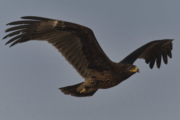 Greater Spotted Eagle