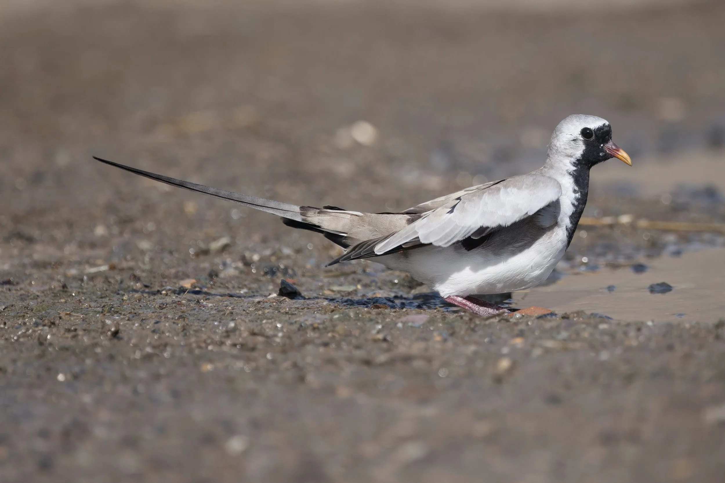 Namaqua Dove \ Oena capensis