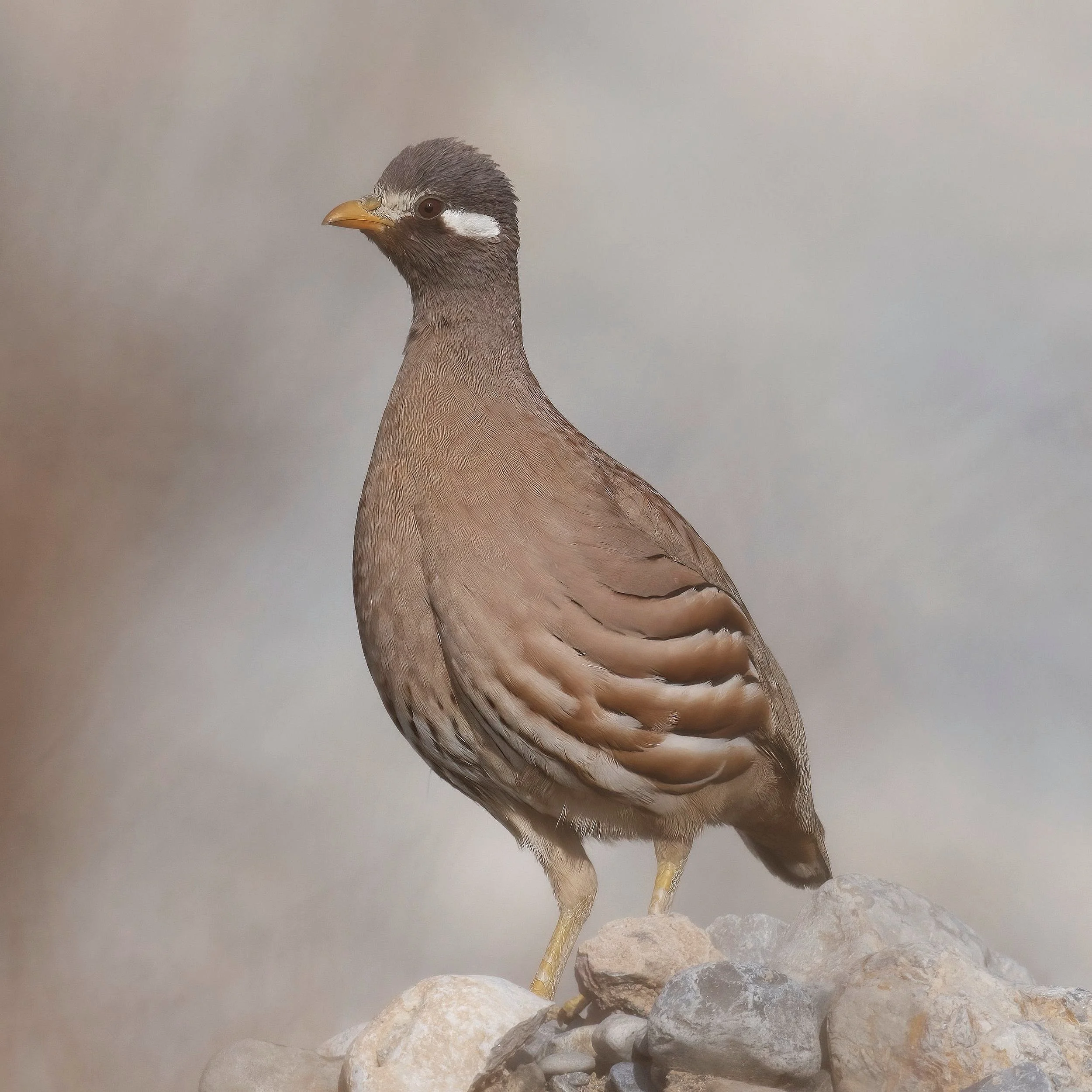 Sand Partridge (Ammoperdix heyi)