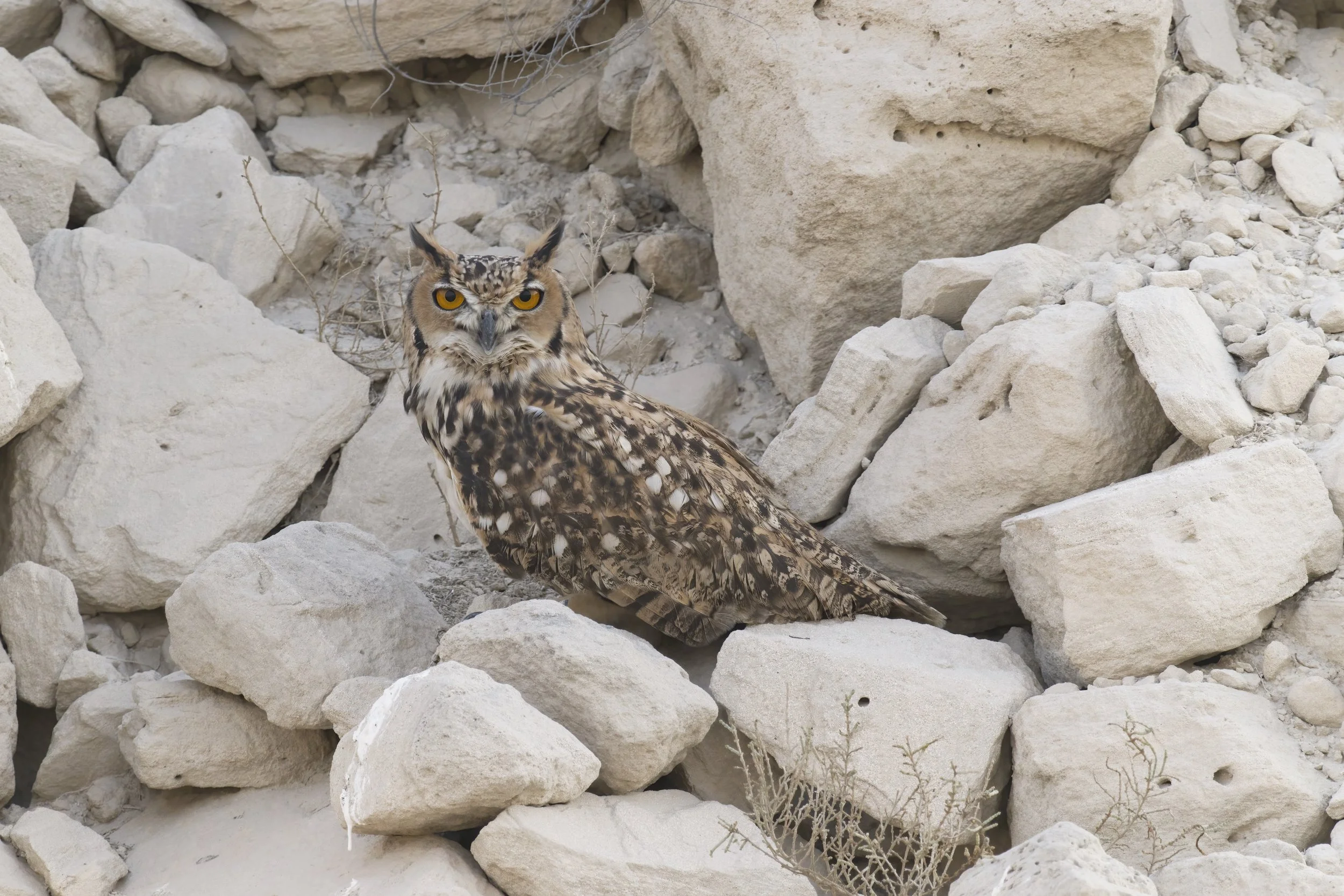 Pharaoh Eagle-owl ( Bubo ascalaphus ) - United Arab Emirates  UAE 