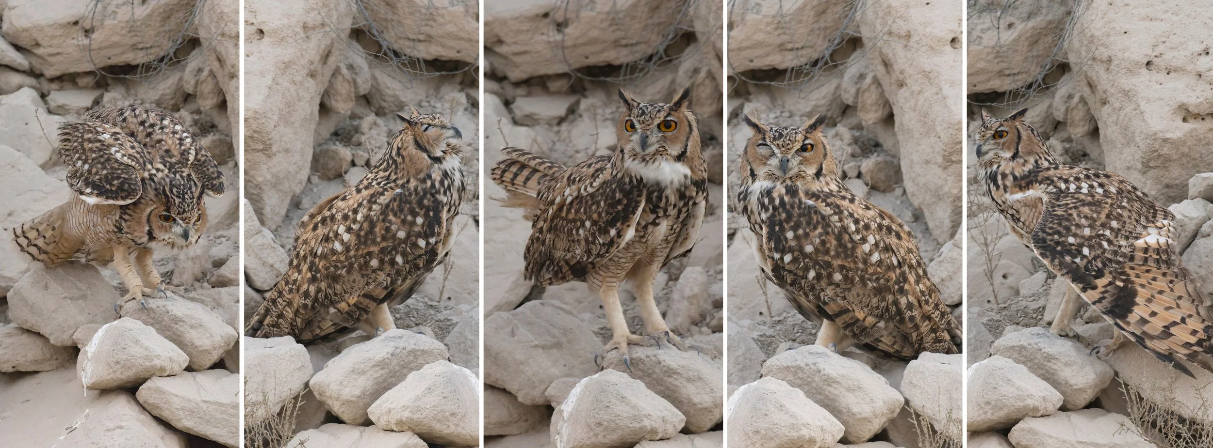 Facts About Pharaoh Eagle-Owl Part 02