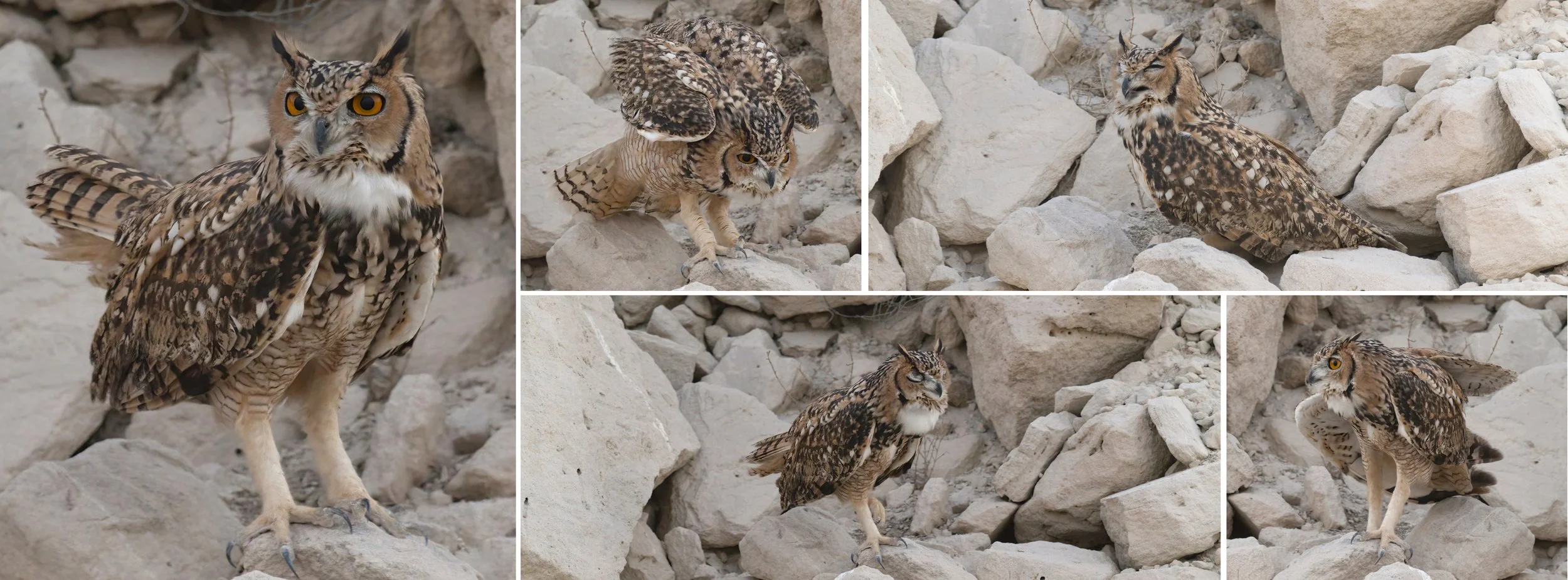 Facts About Pharaoh Eagle-Owl Part 01