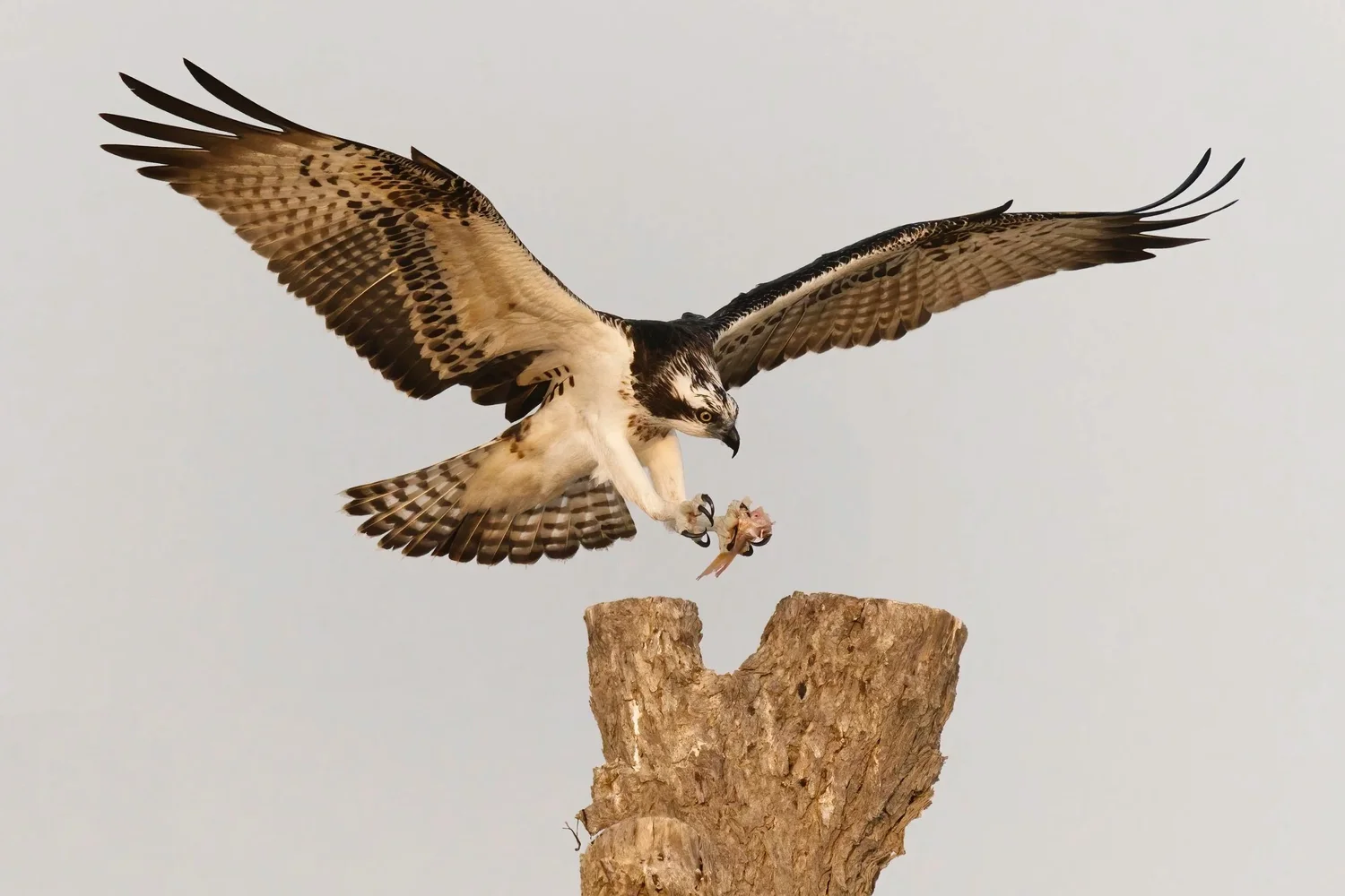 Osprey, UAE