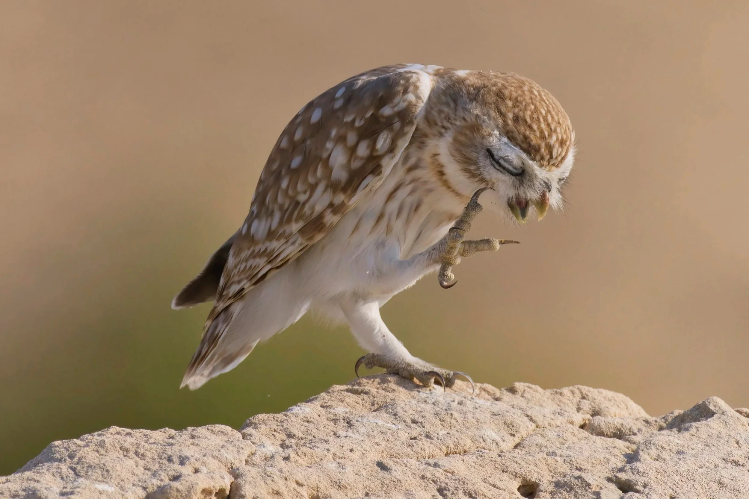 Little+Owl+Z09_1986.jpg