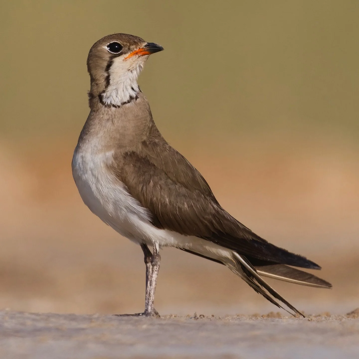 Born on Sand, Lives in Air
Graceful as a swallow, yet a creature of the desert floor &mdash; the Collared Pratincole (Glareola pratincola) lives between two worlds.
It hunts on the wing, twisting and turning midair to snatch insects in flight, but re