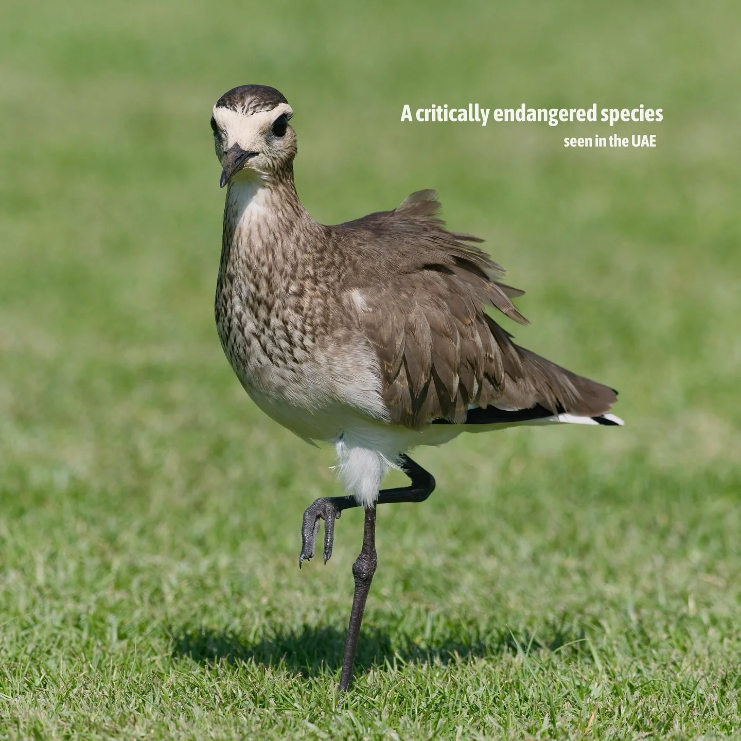 Every record adds a small piece to the puzzle of its survival.
Every sighting is a message: the world&rsquo;s rarest species still pass through our landscapes &mdash; quietly, briefly, and beautifully.

Share &hellip; let the story be told 💚

#Socia