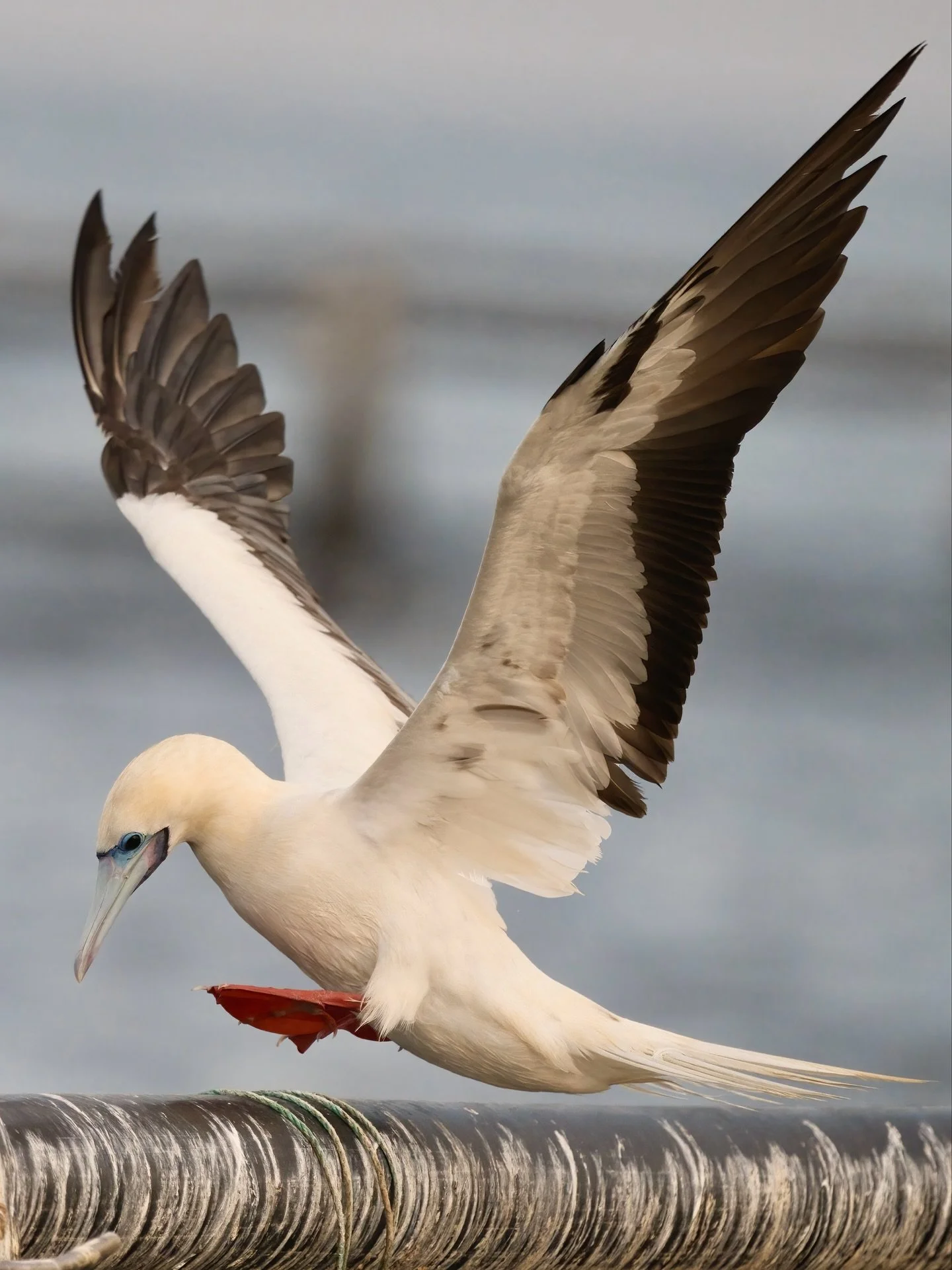A visitor from the open ocean 🌊
The Red-footed Booby doesn&rsquo;t often reach our shores, but when it does, it feels like the sea is sharing a secret.

#RedFootedBooby #UAEWildlife #BirdsOfUAE #PelagicBirds #Fujairah #WildlifePhotography #360Photog