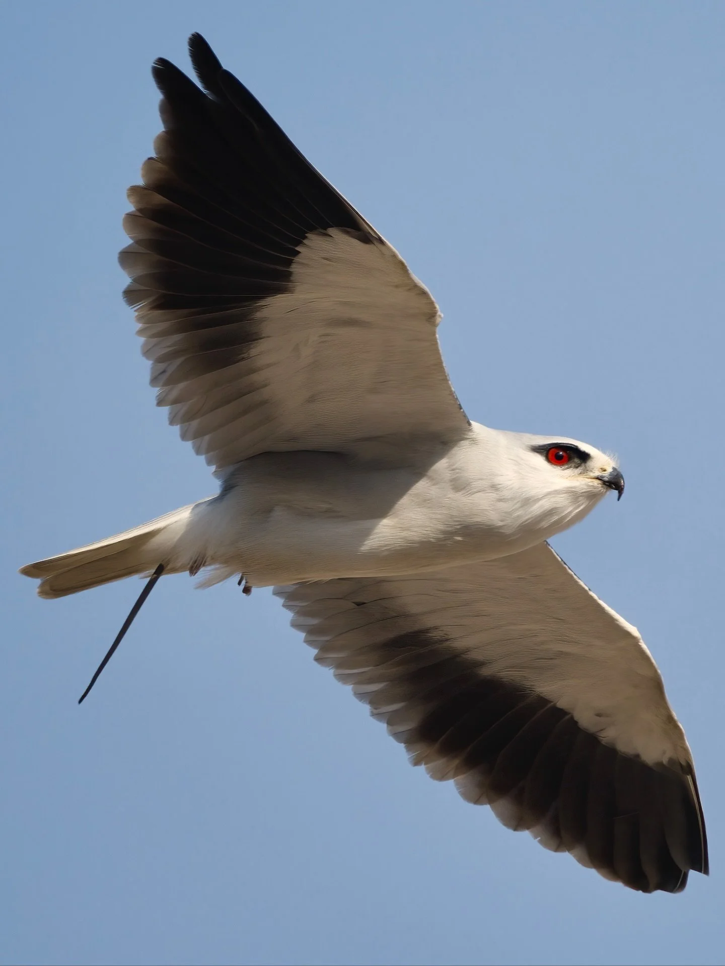 Act natural&hellip; nothing to see here &mdash; just a kite pretending he&rsquo;s not hiding a whole snack under his wing 😅

The Black-winged Kite isn&rsquo;t rare in the UAE anymore &mdash; but it&rsquo;s still a bird that stops you in your tracks.