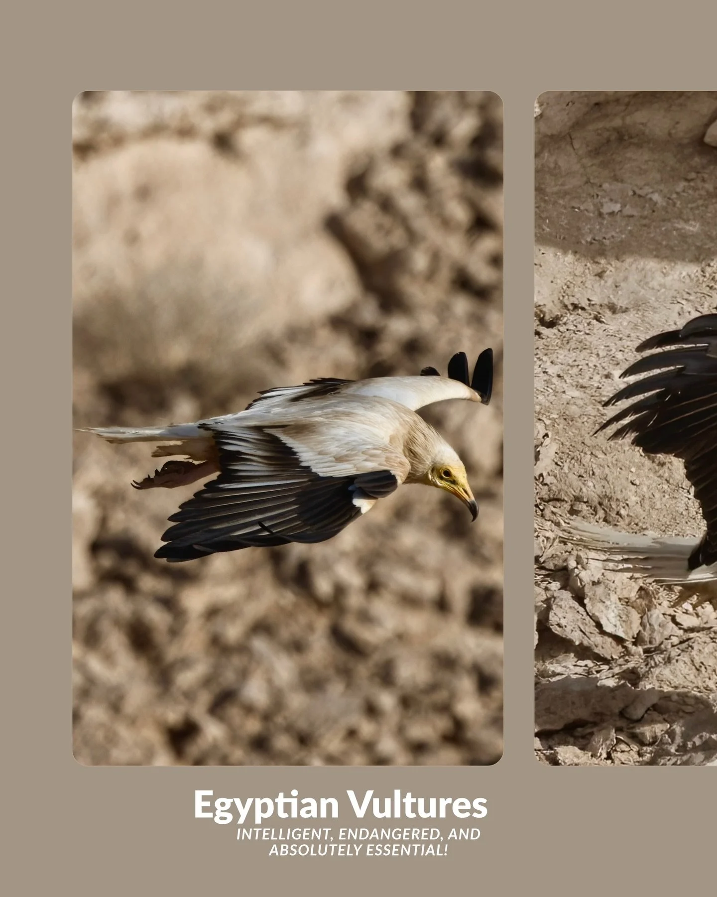 High above Jebel Hafeet, they circled in silence &mdash; a colony of survivors, protected and free.
The Egyptian Vulture &mdash; beauty, endurance, and the heartbeat of the wild. 

#EgyptianVulture #UAEWildlife #360PhotographyNature #WildlifePhotogra