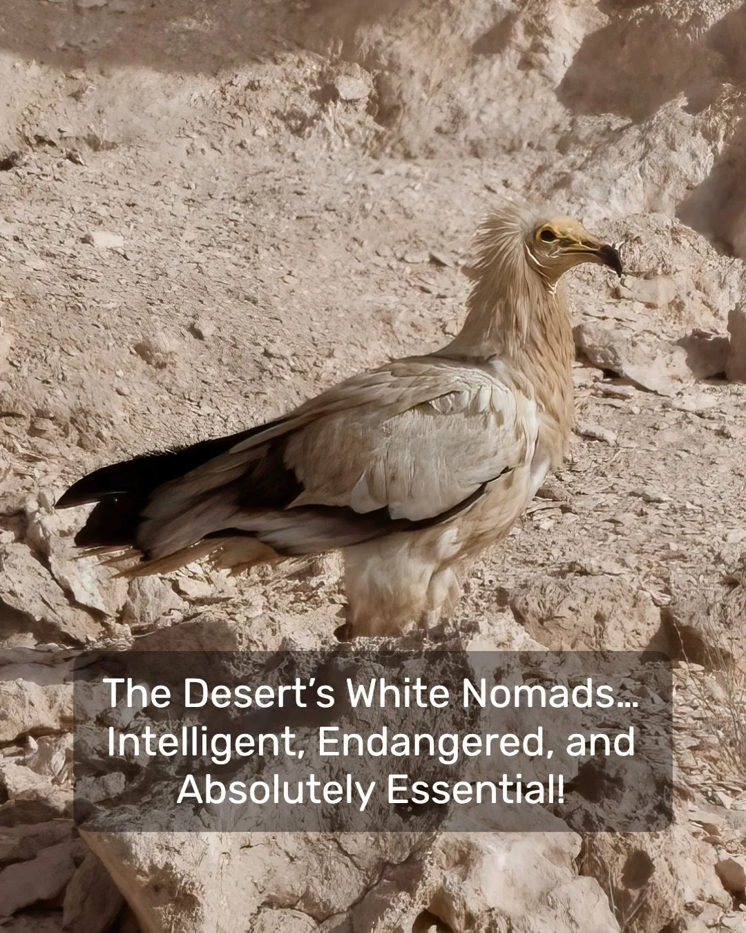 The Egyptian Vulture &mdash; intelligent, endangered, and absolutely essential.
Once common across three continents, their numbers have fallen sharply.
But here in the UAE, this remarkable colony thrives under the protection of Abu Dhabi&rsquo;s cons