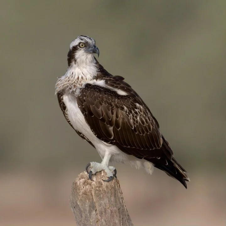 Everyone chases the dramatic fish-grab.
I focused on the moment nobody notices &mdash; an Osprey doing its full spa routine.

Every feather aligned.
Every barb checked like it owes him money.
Every movement painfully precise.

For a bird that hits th
