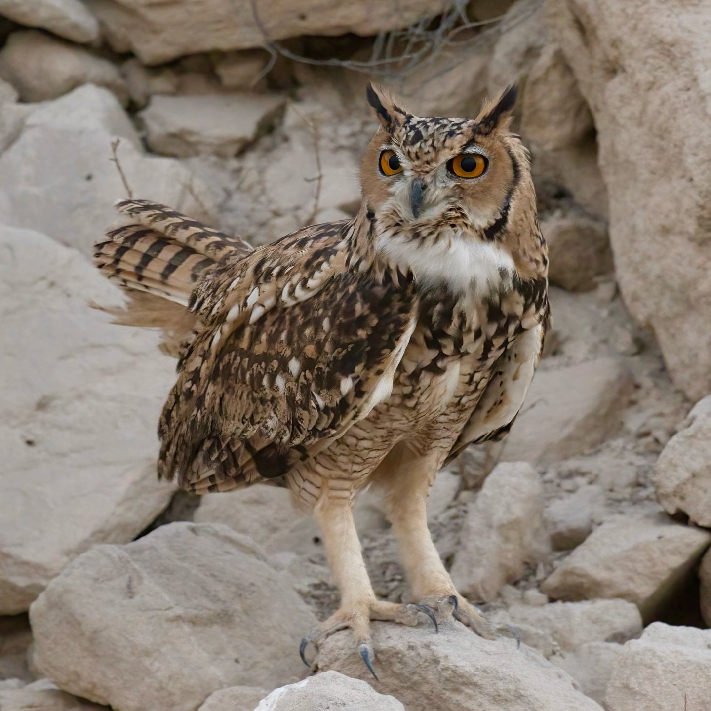 &ldquo;When the Pharaoh Eagle-Owl appears, the desert listens.&rdquo;

The largest owl of the region.
A true apex predator of the night.
Its presence means the mountains still breathe, hunt, and endure.

Not all power needs to prove itself.

#Pharaoh