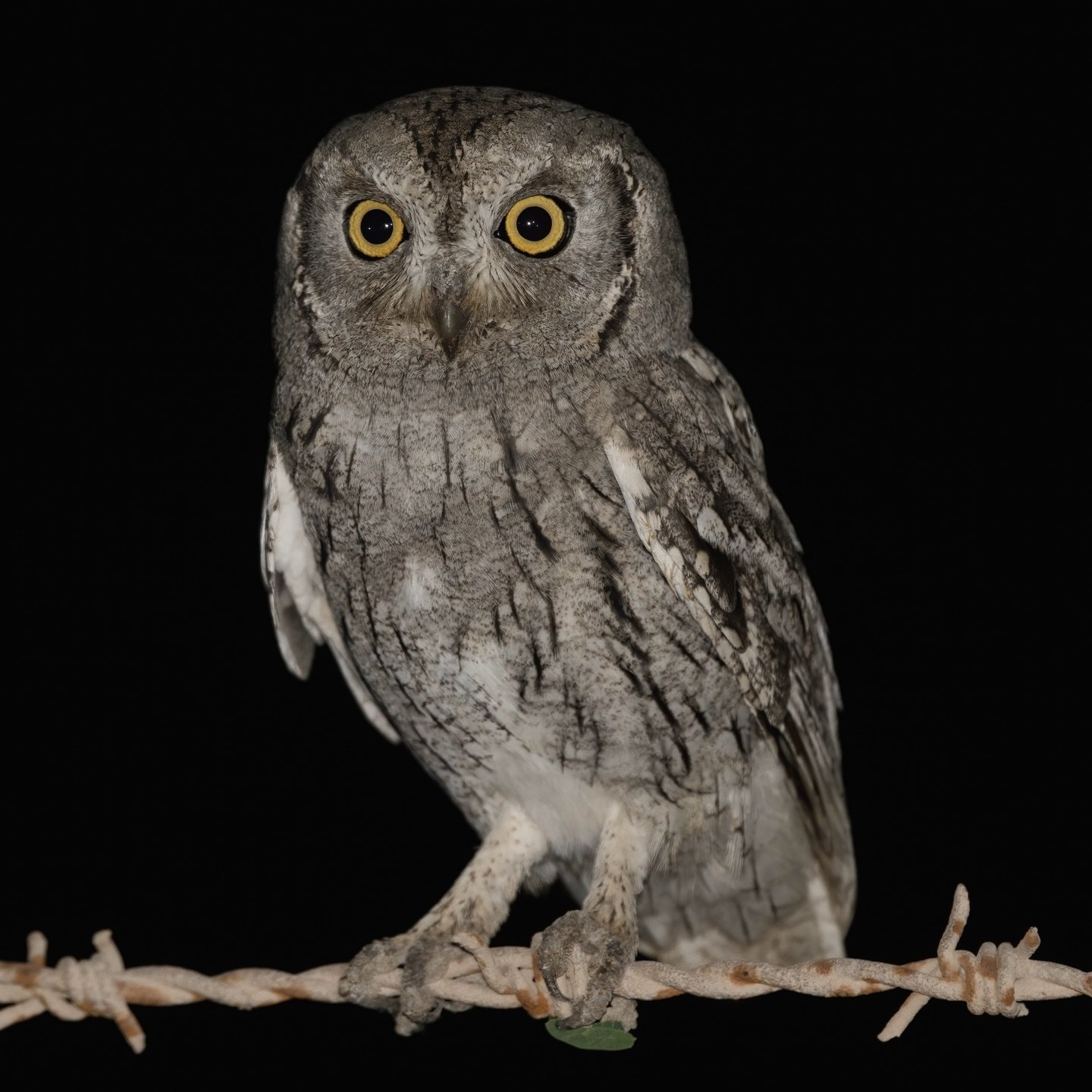 &ldquo;Tiny predator. Massive responsibility.&rdquo;

While most of the UAE sleeps, this Pallid Scops Owl is at work &mdash;
controlling insects, protecting farms, and quietly holding the night in balance.

Small in size.
Essential in role.

#PallidS