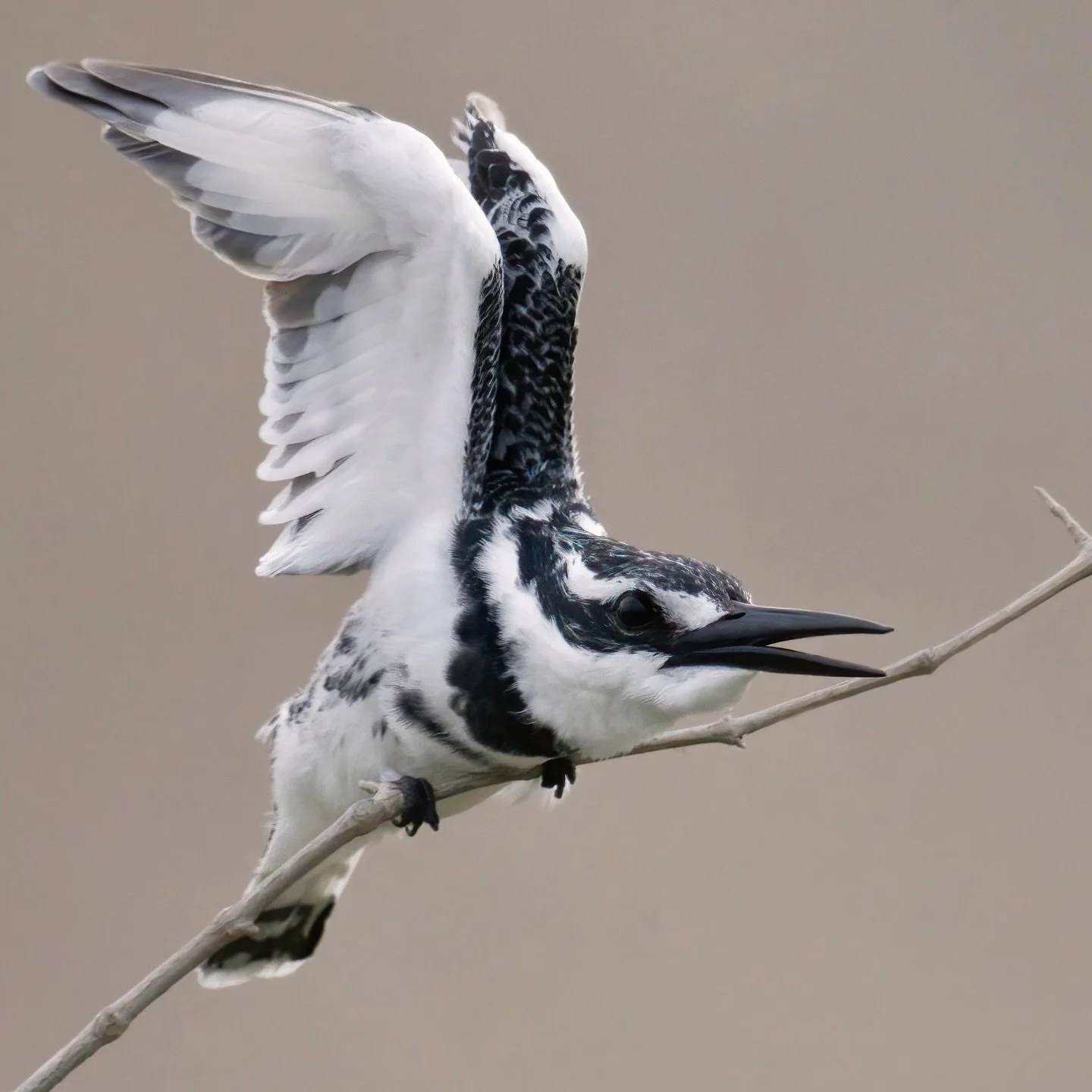 If you guessed it &mdash; it&rsquo;s the Pied Kingfisher.

A precision hunter built for water, not desert,
yet it passes quietly through the UAE on a long, unbroken journey.

Capable of true hovering.
Dependent on healthy wetlands.
Seen here only bri