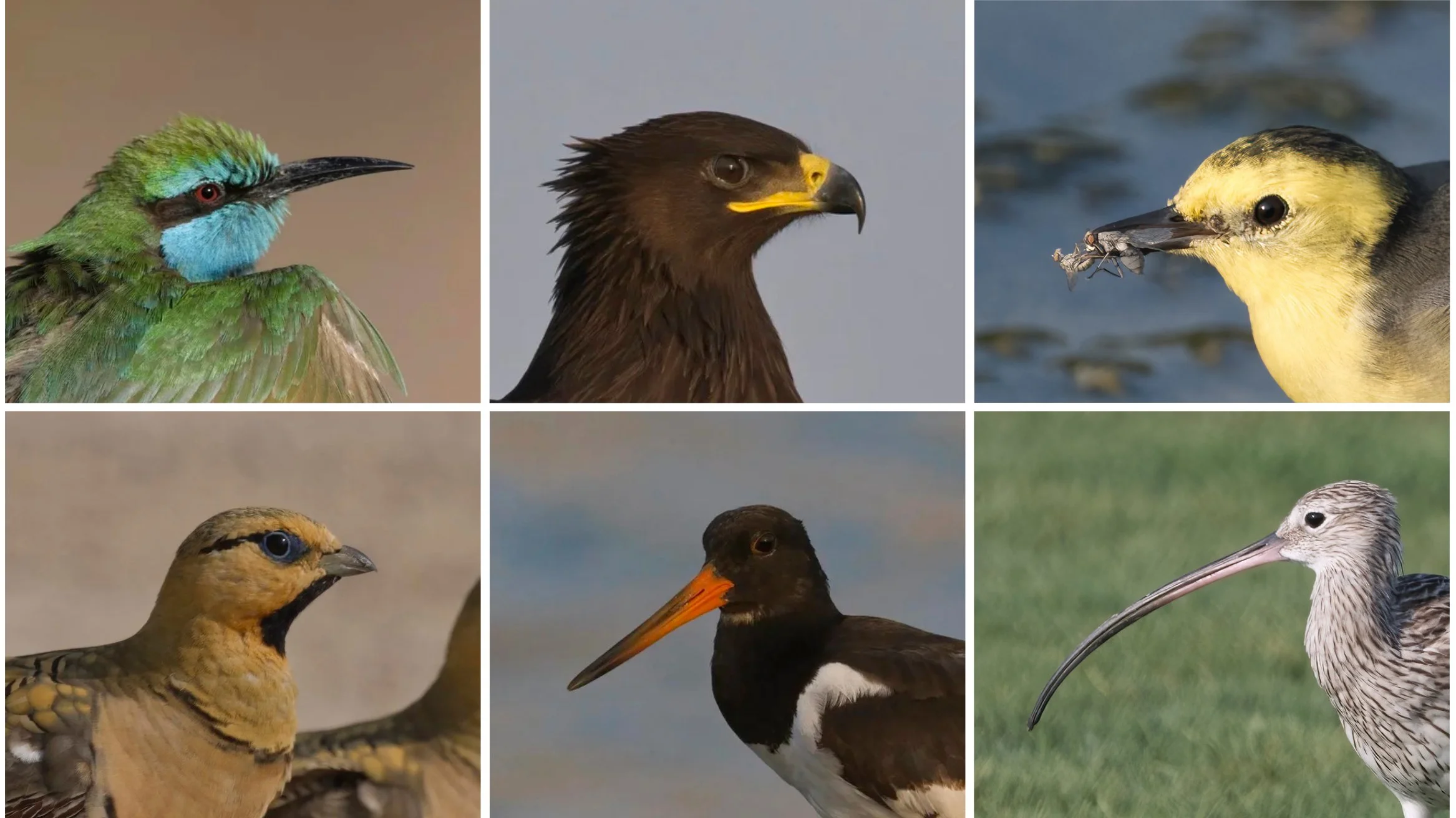 Bird Beaks Explained: Shape, Function, and Survival in the Wild