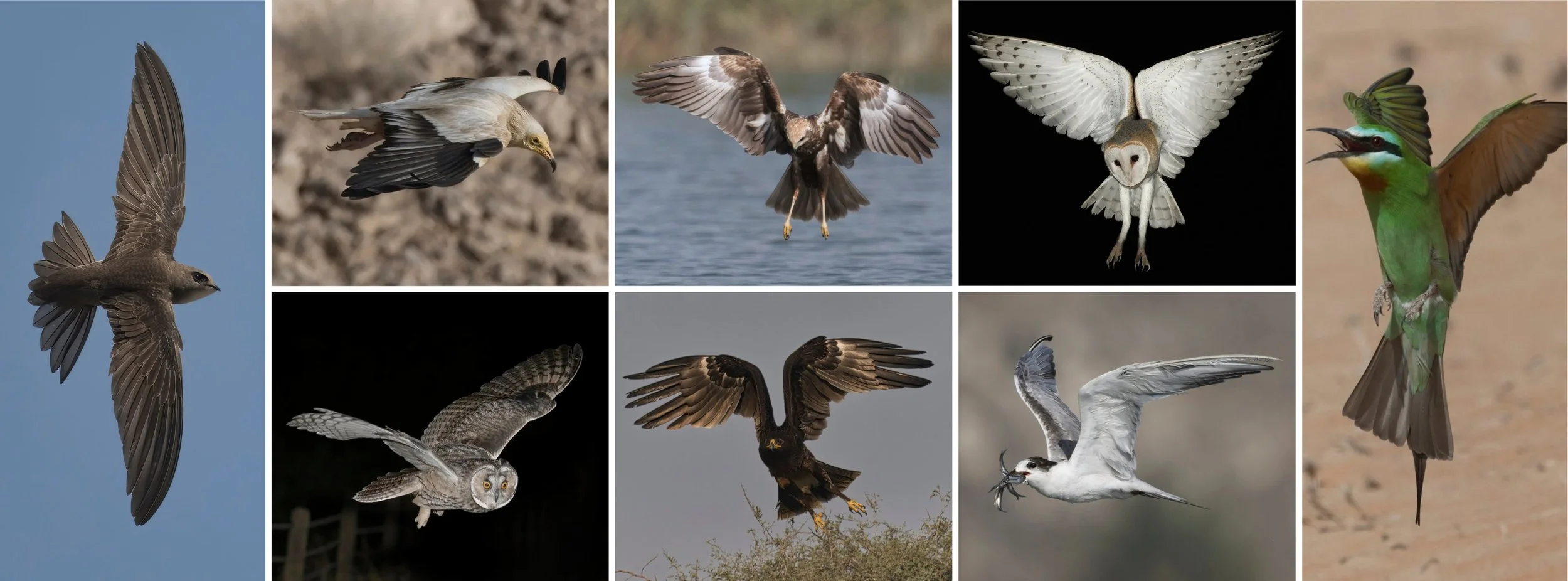 Bird Aerial Skills Explained: Flight Techniques and Survival in the Air