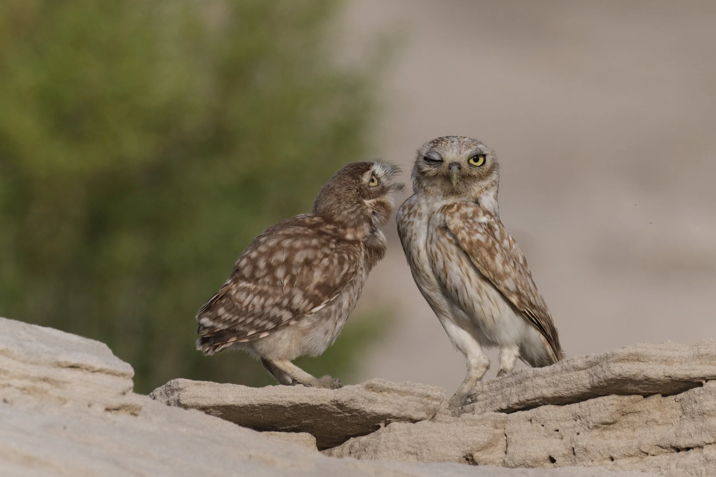 The Ethics of Nest Photography: When the Image Must Come Second