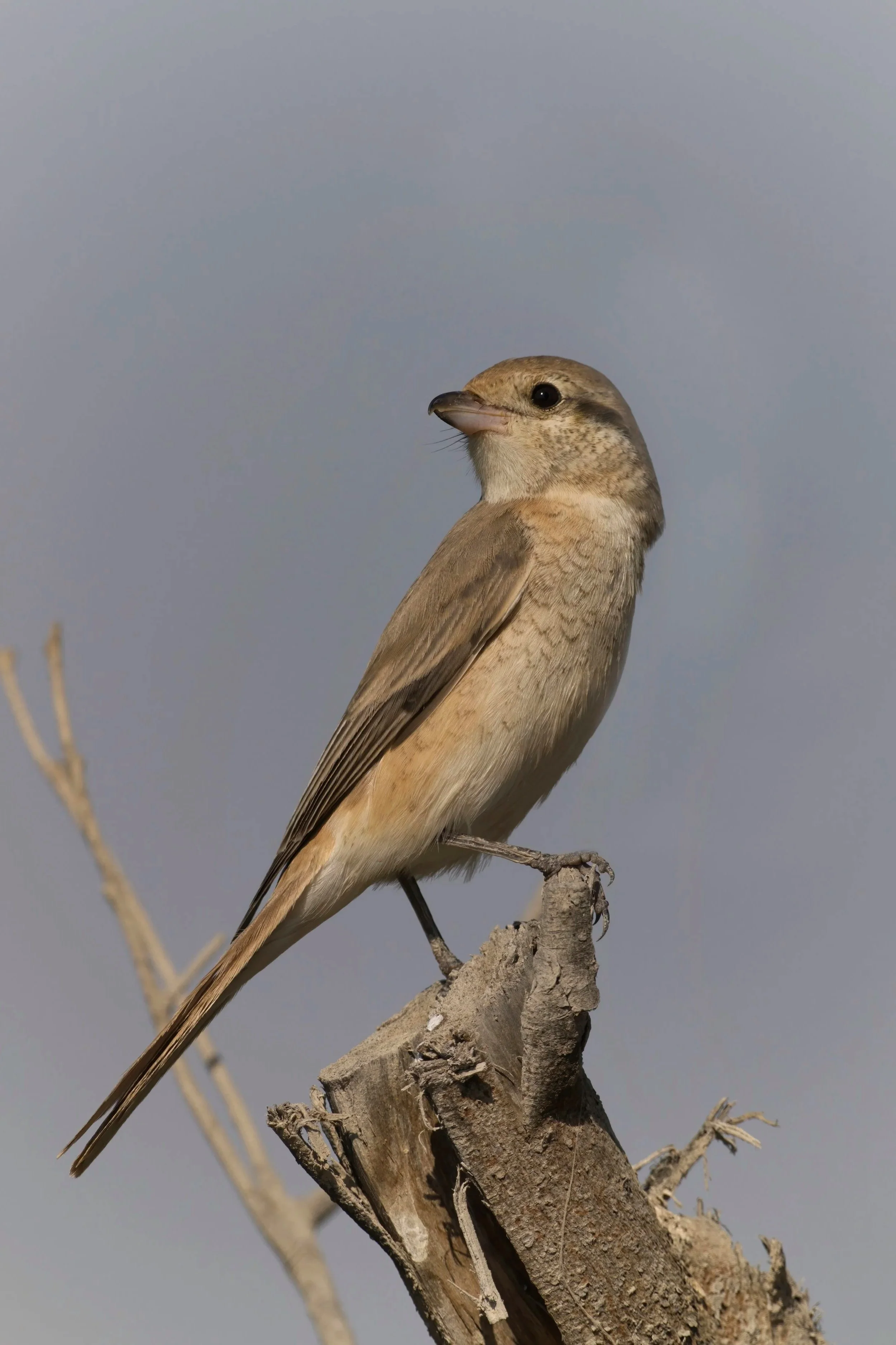 Close-up of a brown and beige bird perched on a weathered tree stump with a cloudy sky in the background.