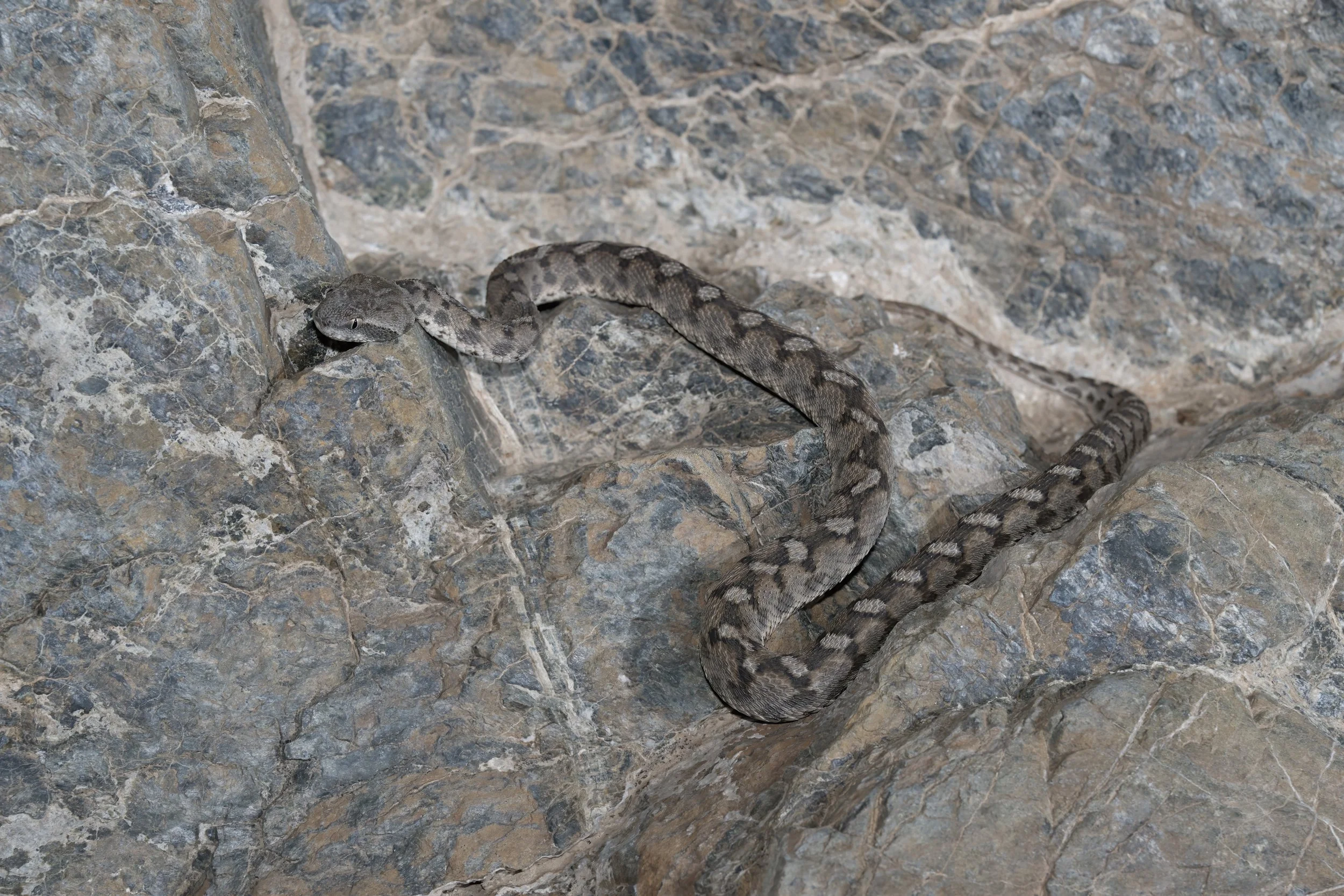 Hajar Saw-scaled Viper_Z091647.jpeg