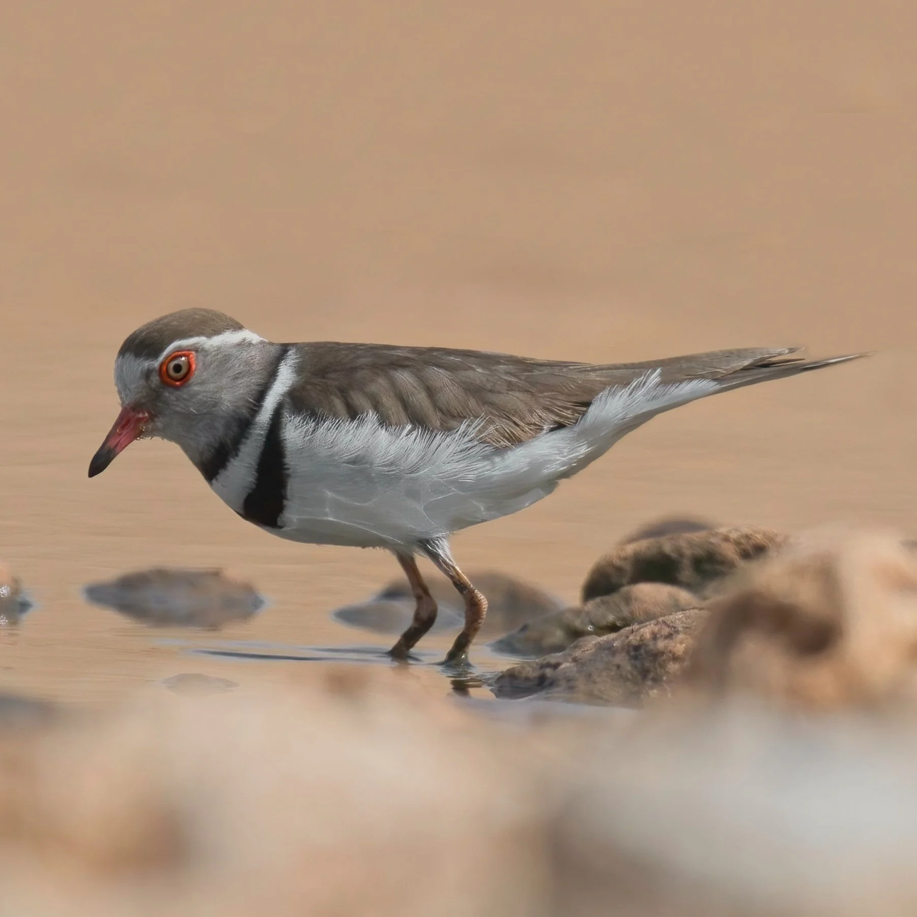 African Three-banded Plover \ Charadrius tricollaris