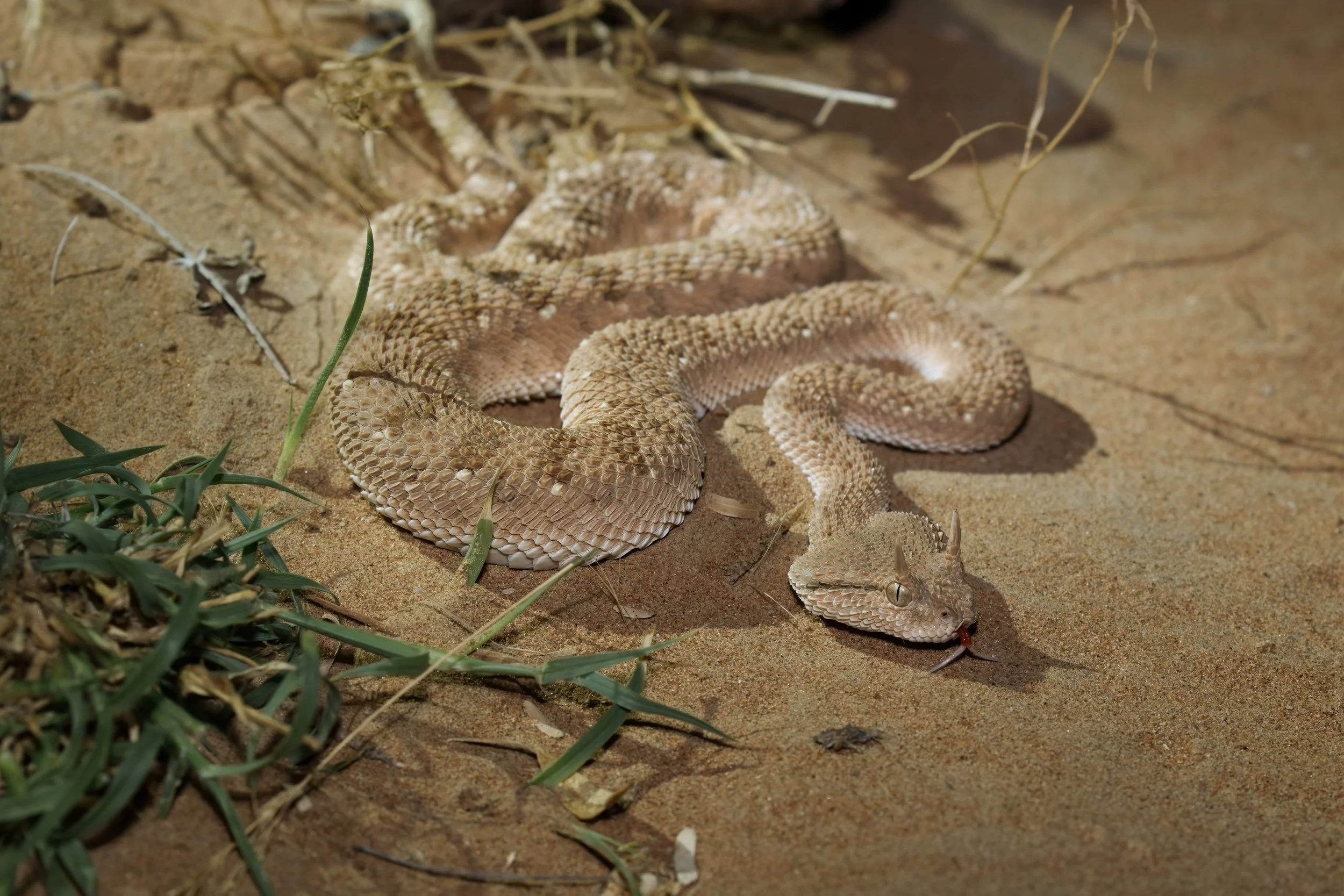 Arabian Horned Viper_Z090579.jpeg